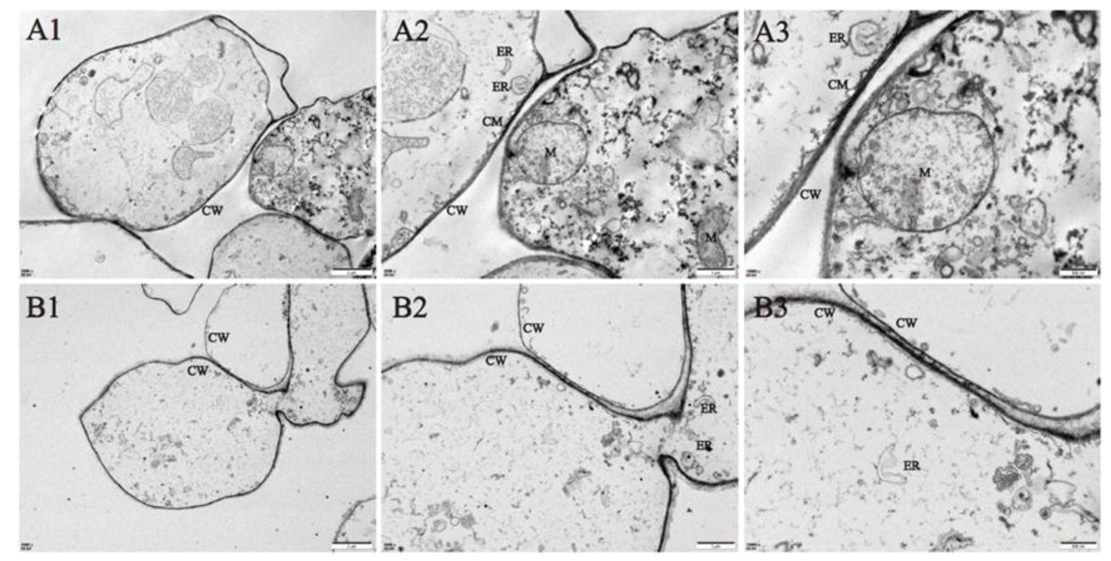 Preprints 108635 g002