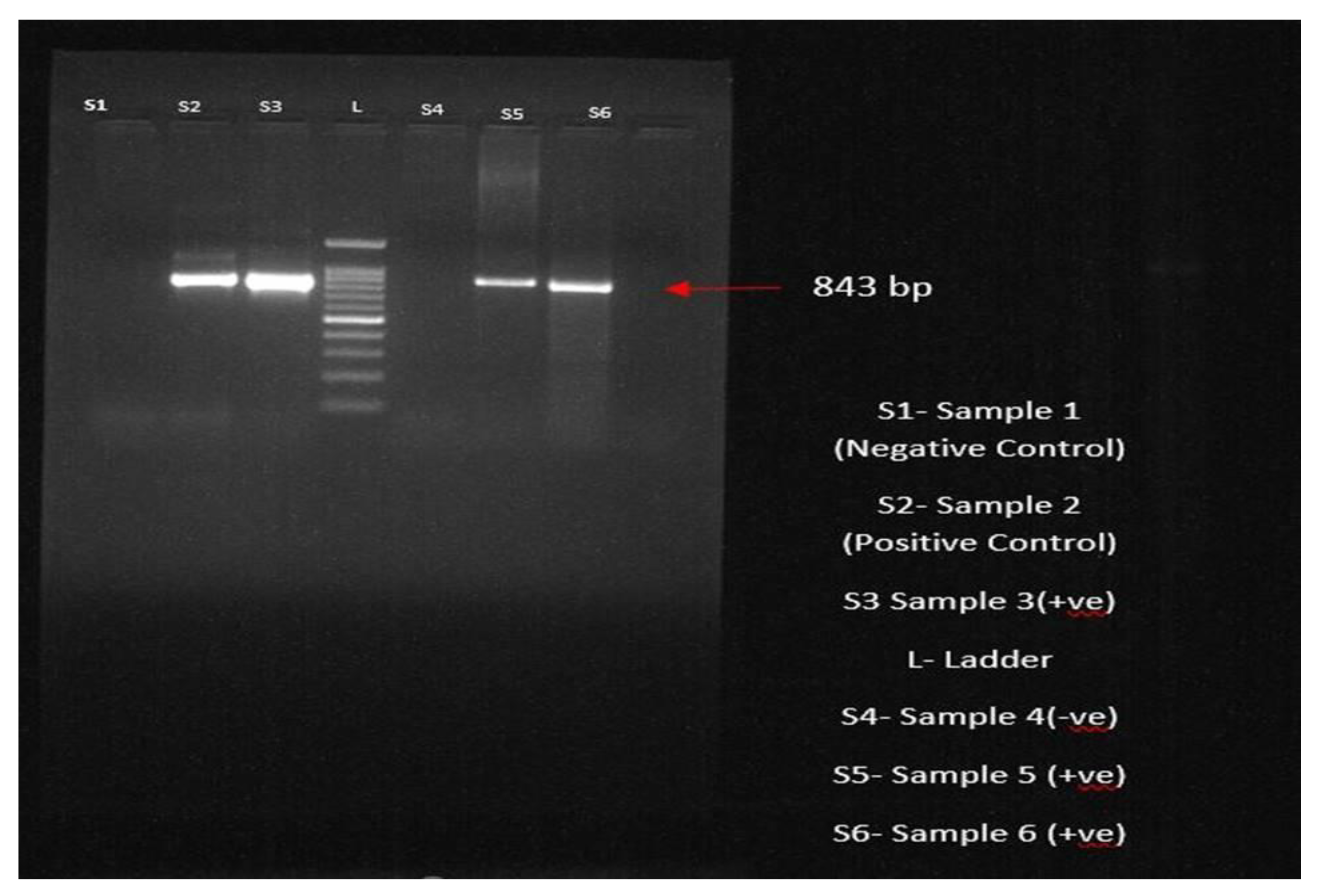 Preprints 115779 g006