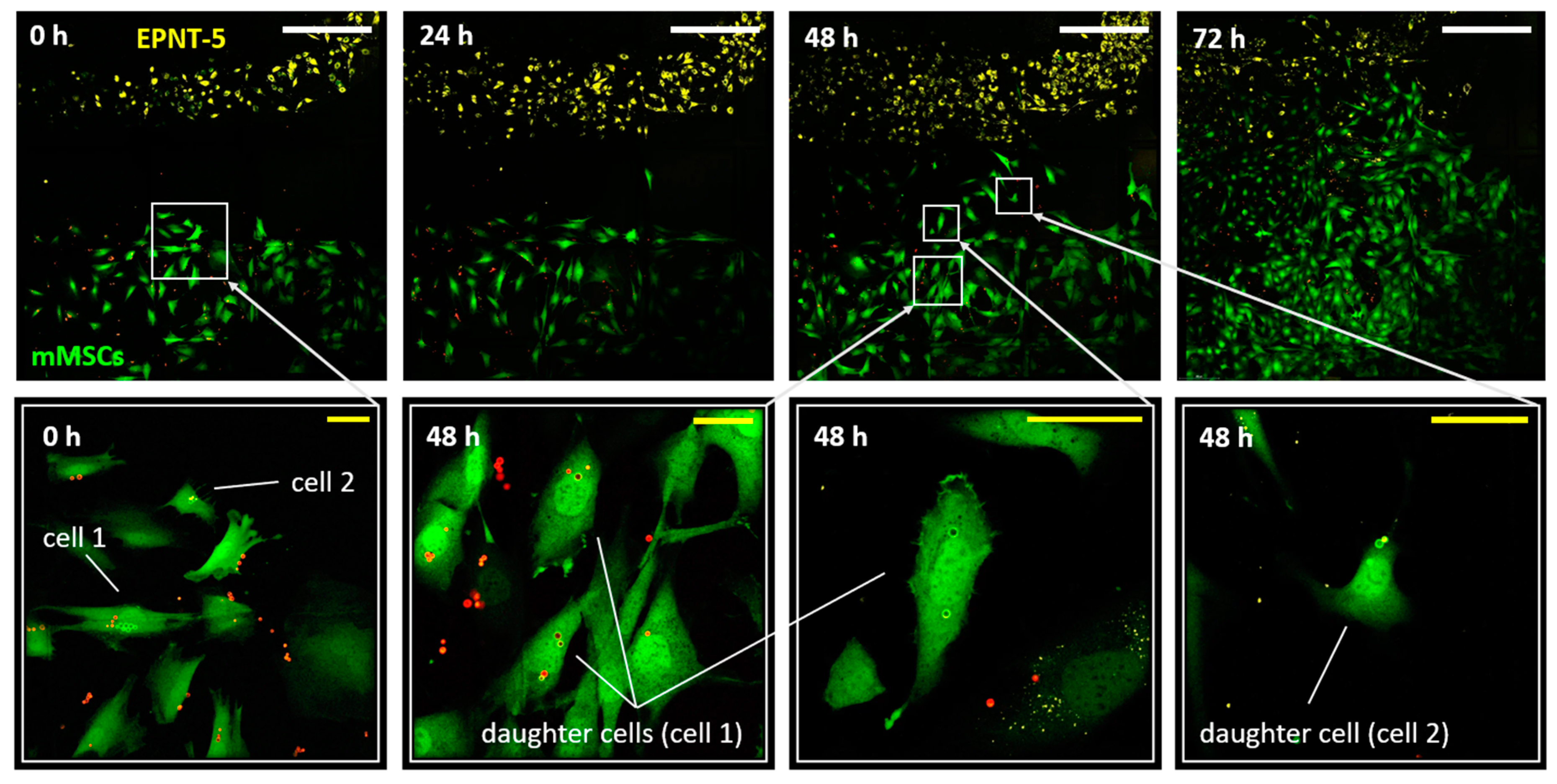 Preprints 107014 g005