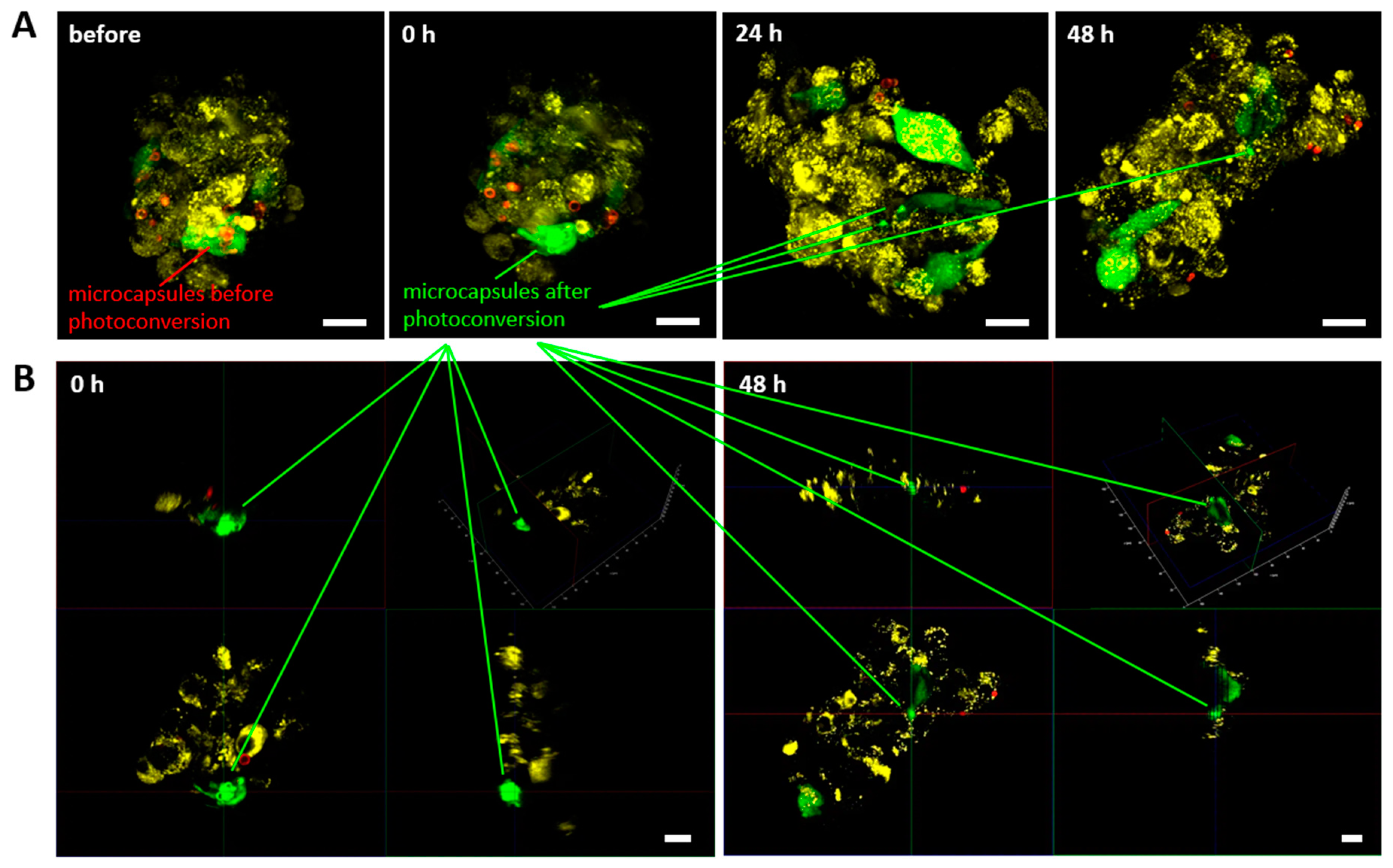 Preprints 107014 g006