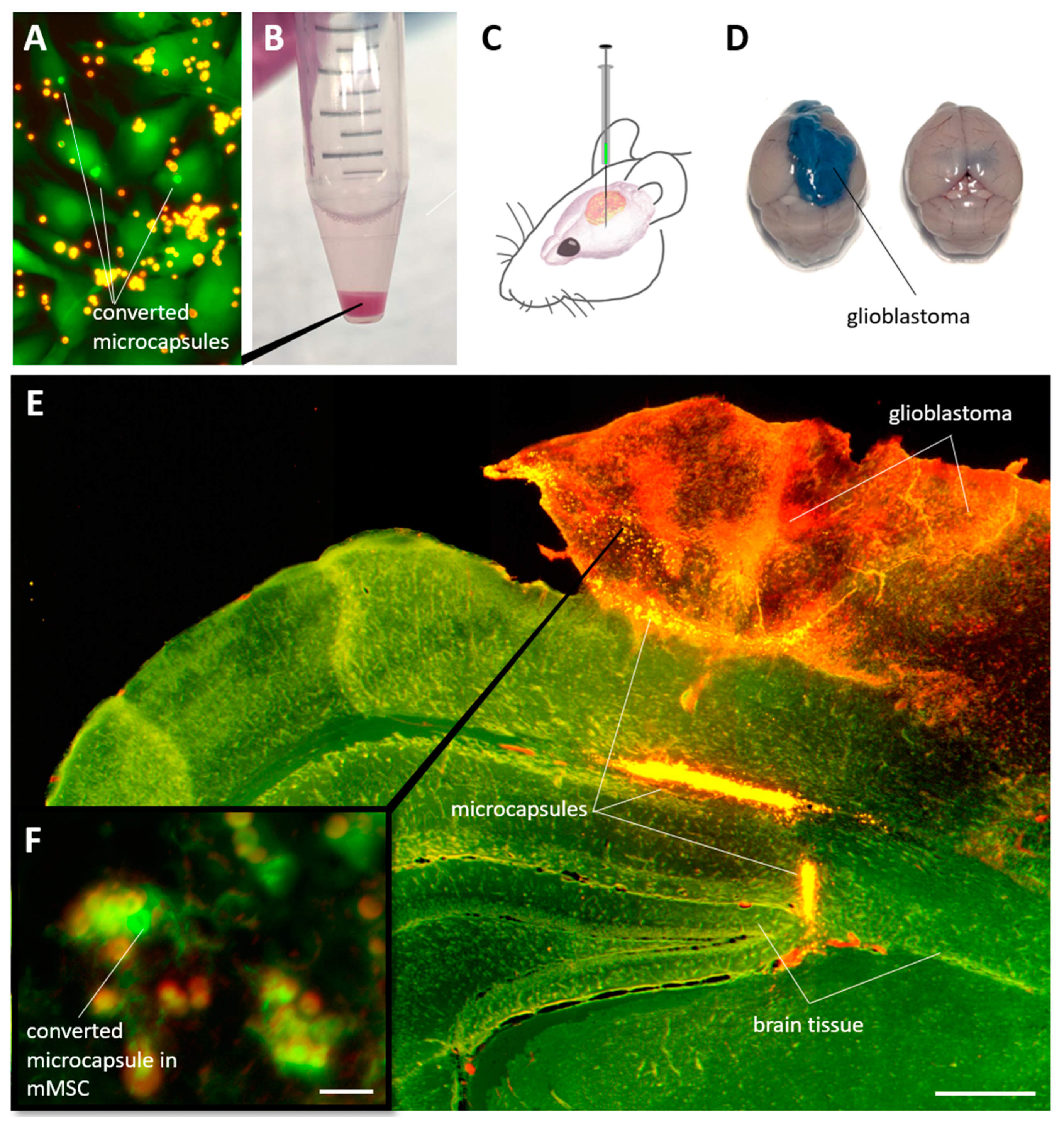 Preprints 107014 g007