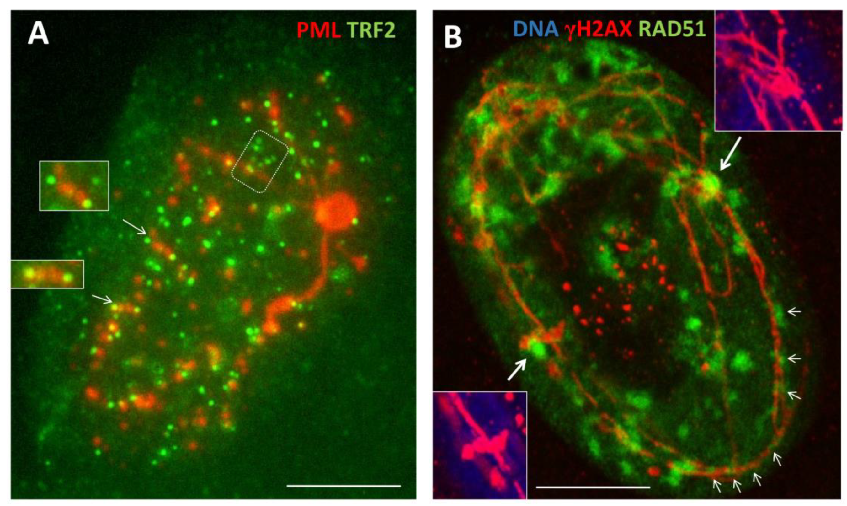 Preprints 94925 g004