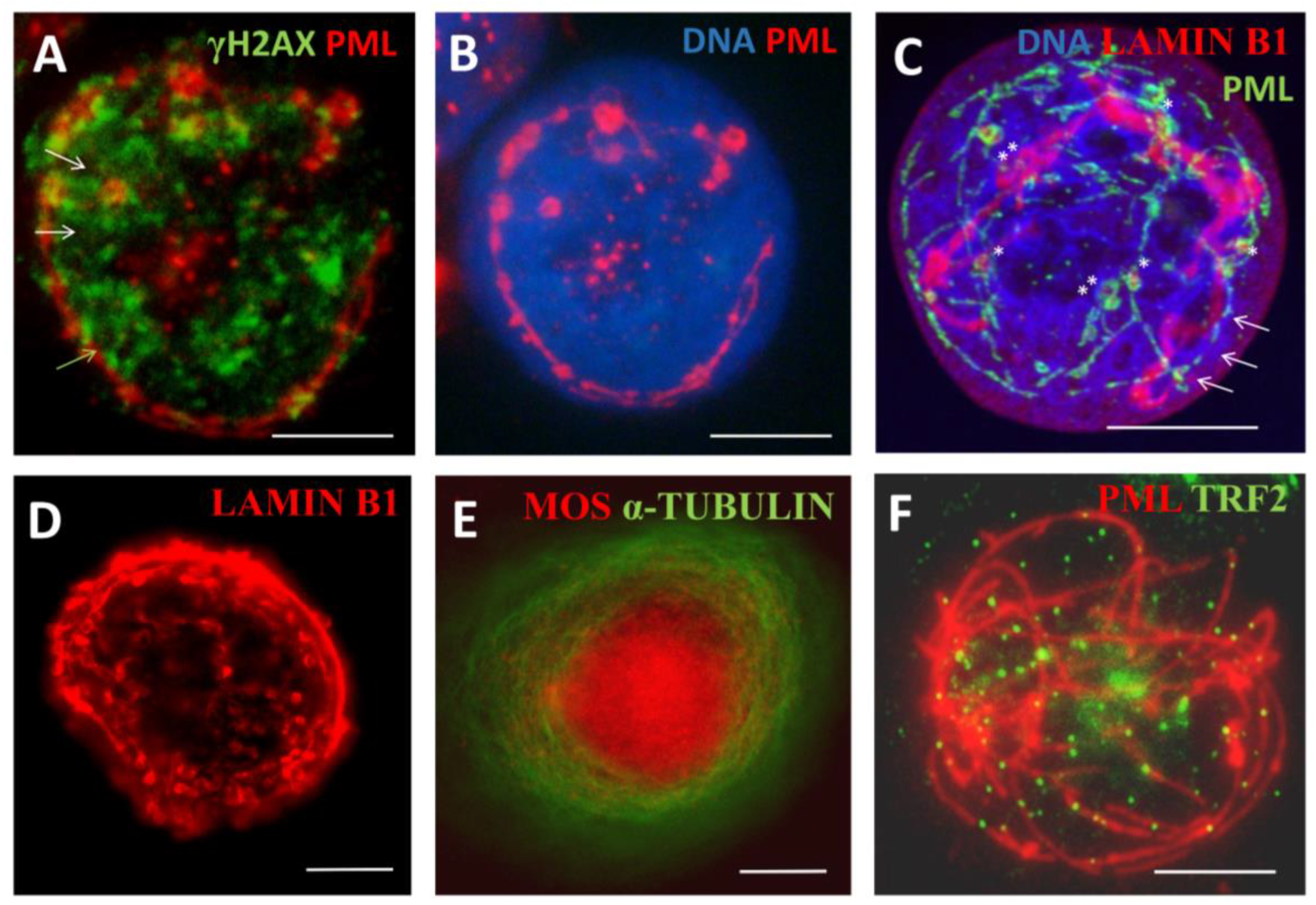 Preprints 94925 g005