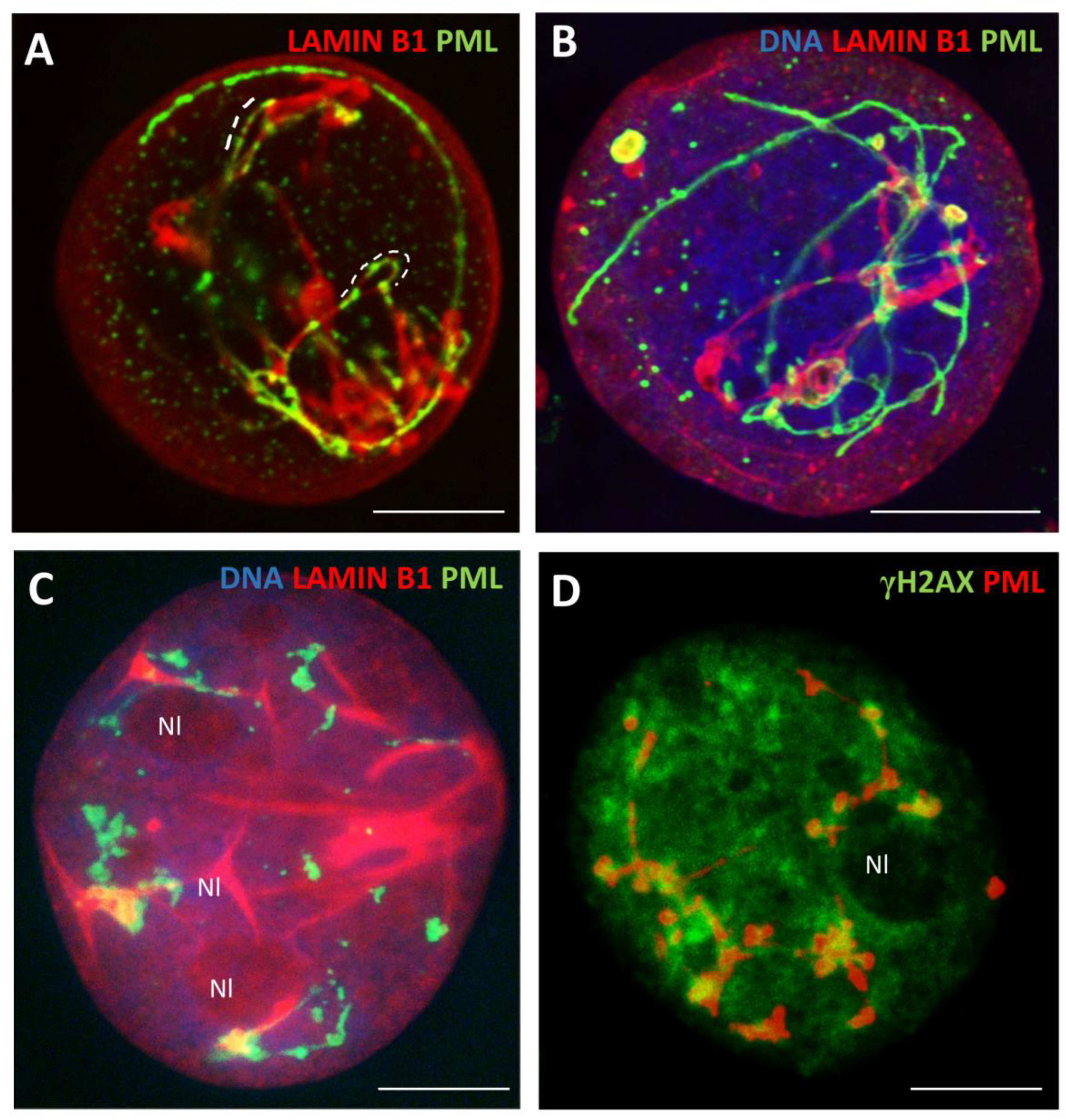 Preprints 94925 g007