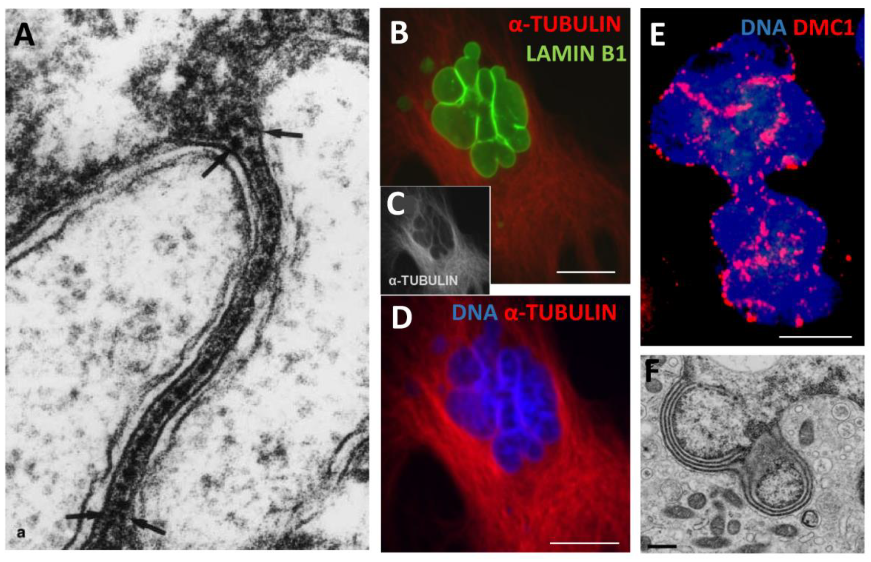 Preprints 94925 g009