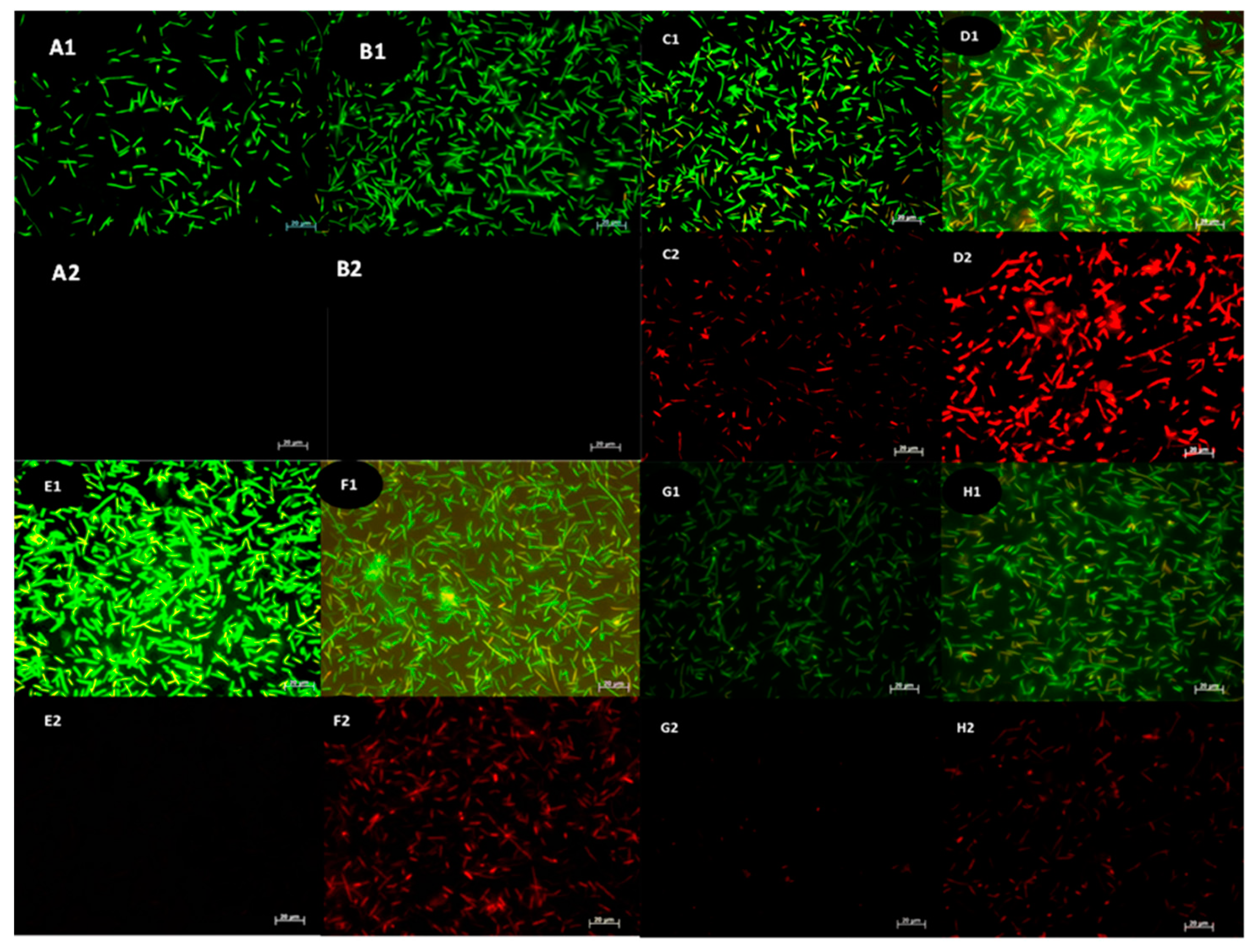 Preprints 68724 g003