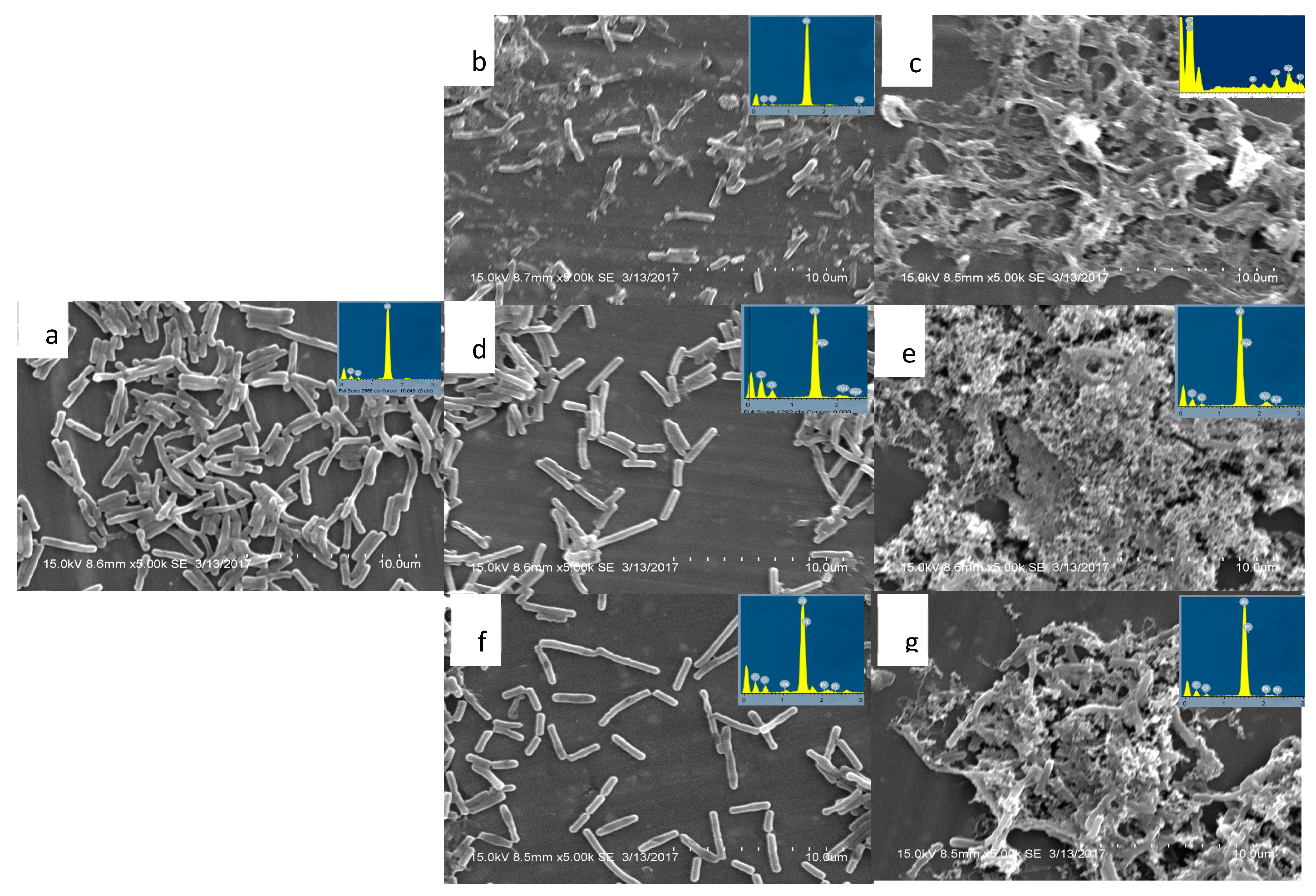 Preprints 68724 g005