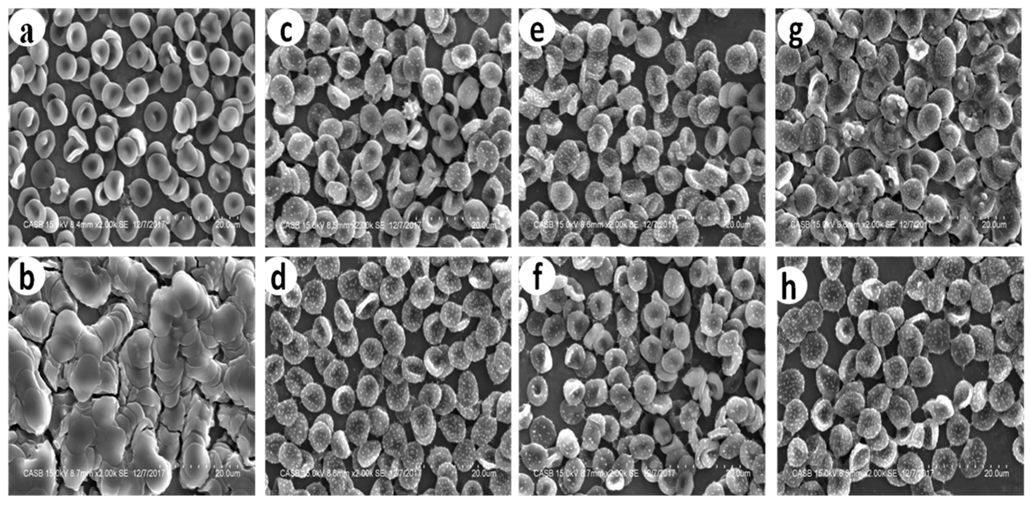 Preprints 68724 g007