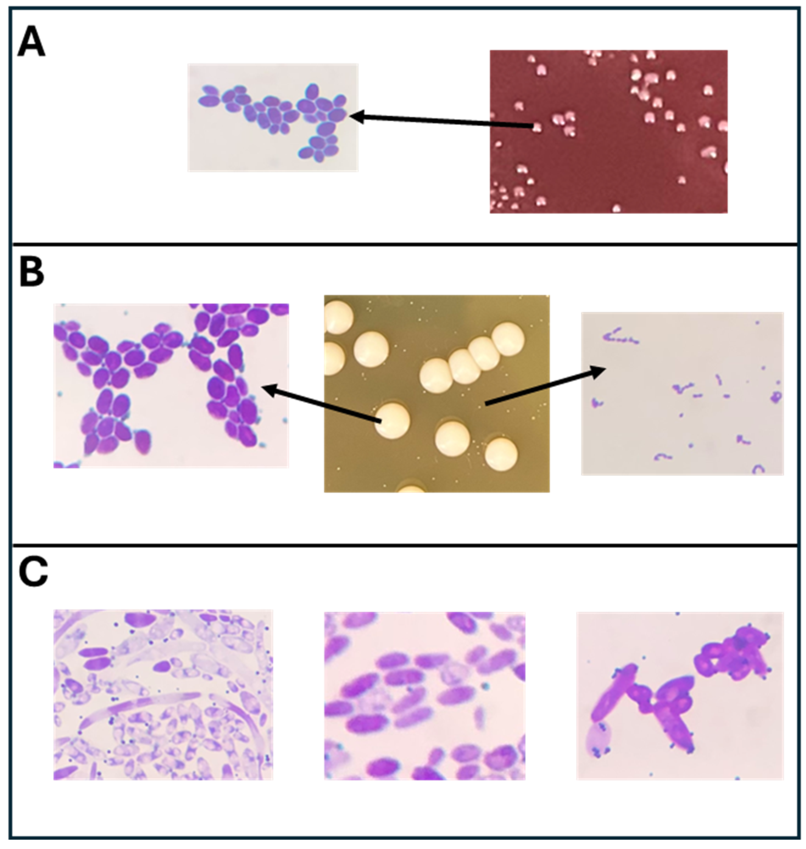 Preprints 106291 g001