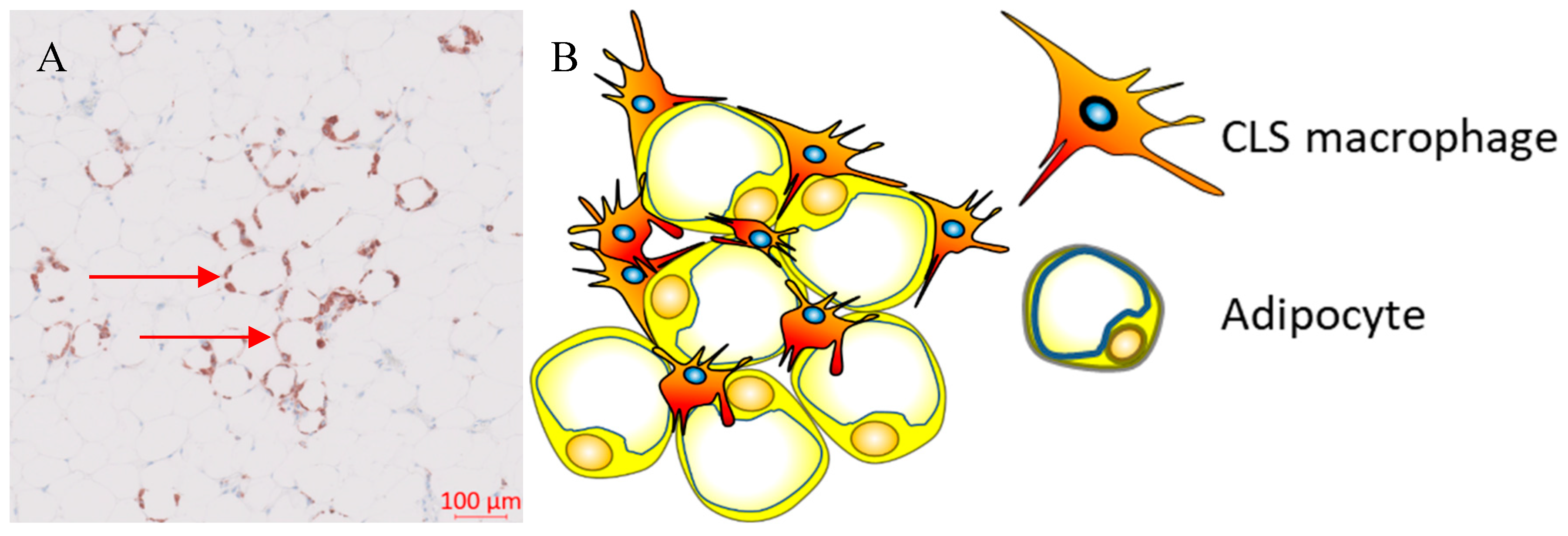 Preprints 70106 g001