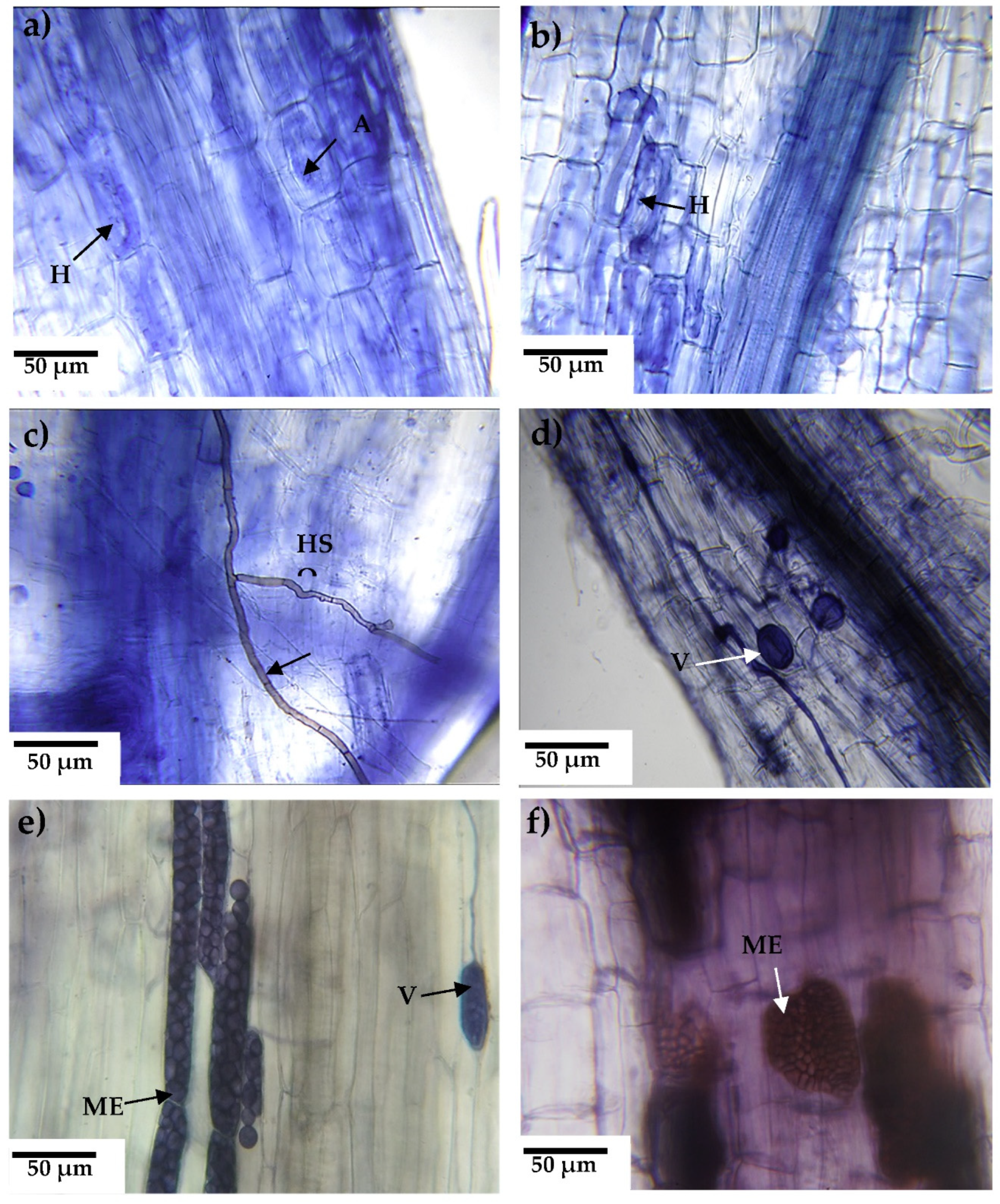 Preprints 77891 g001