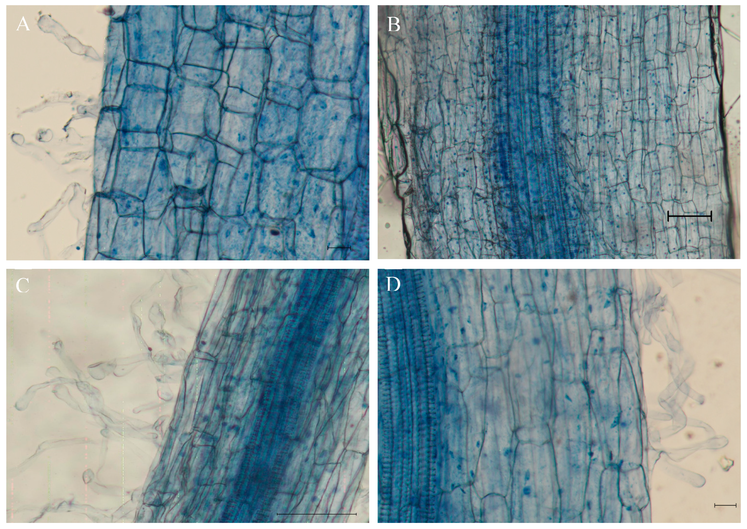 Preprints 81377 g002