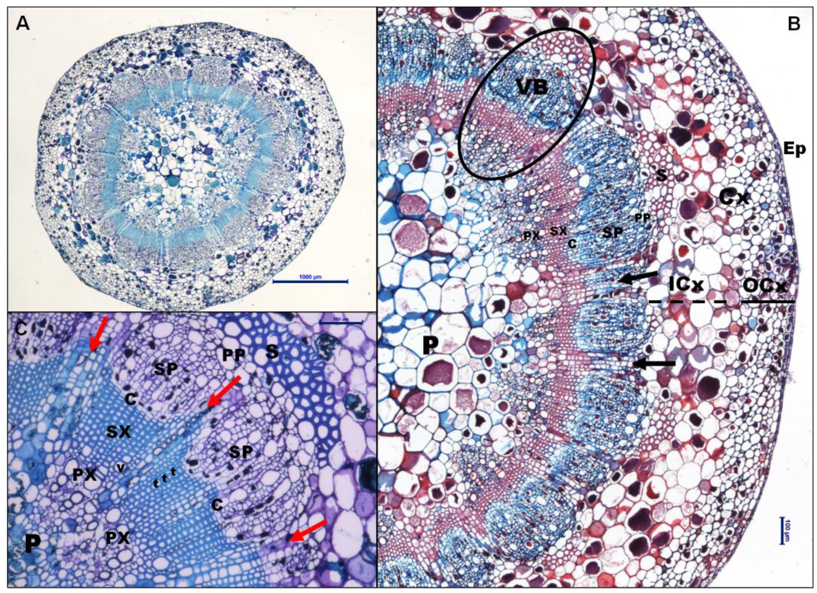 Preprints 105953 g001