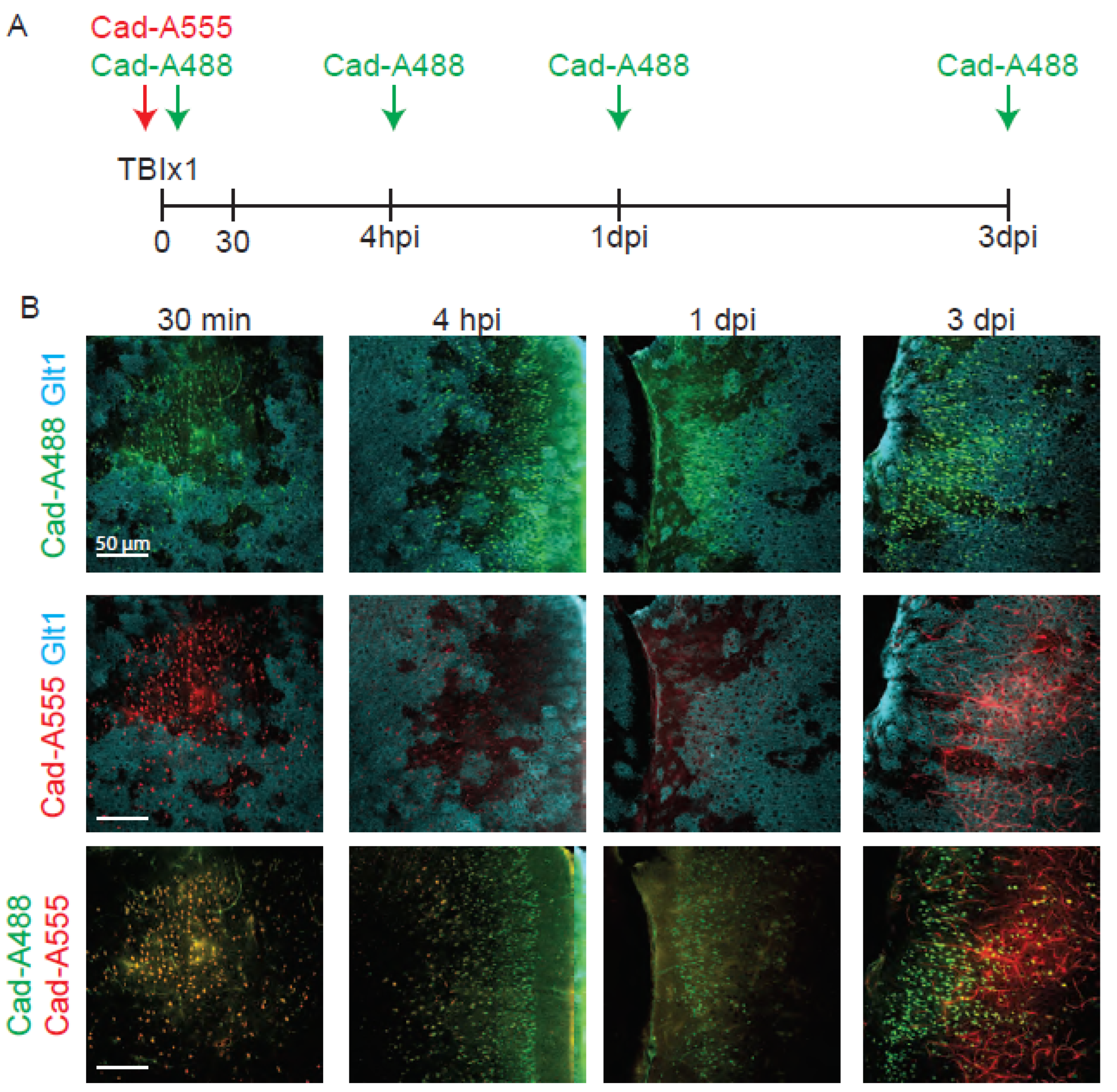 Preprints 117193 g004