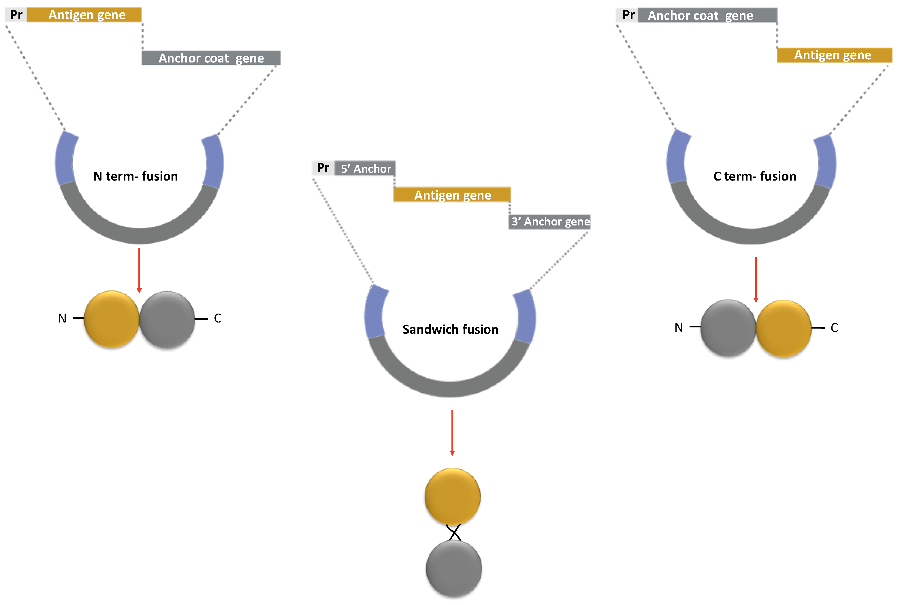 Preprints 72071 g006