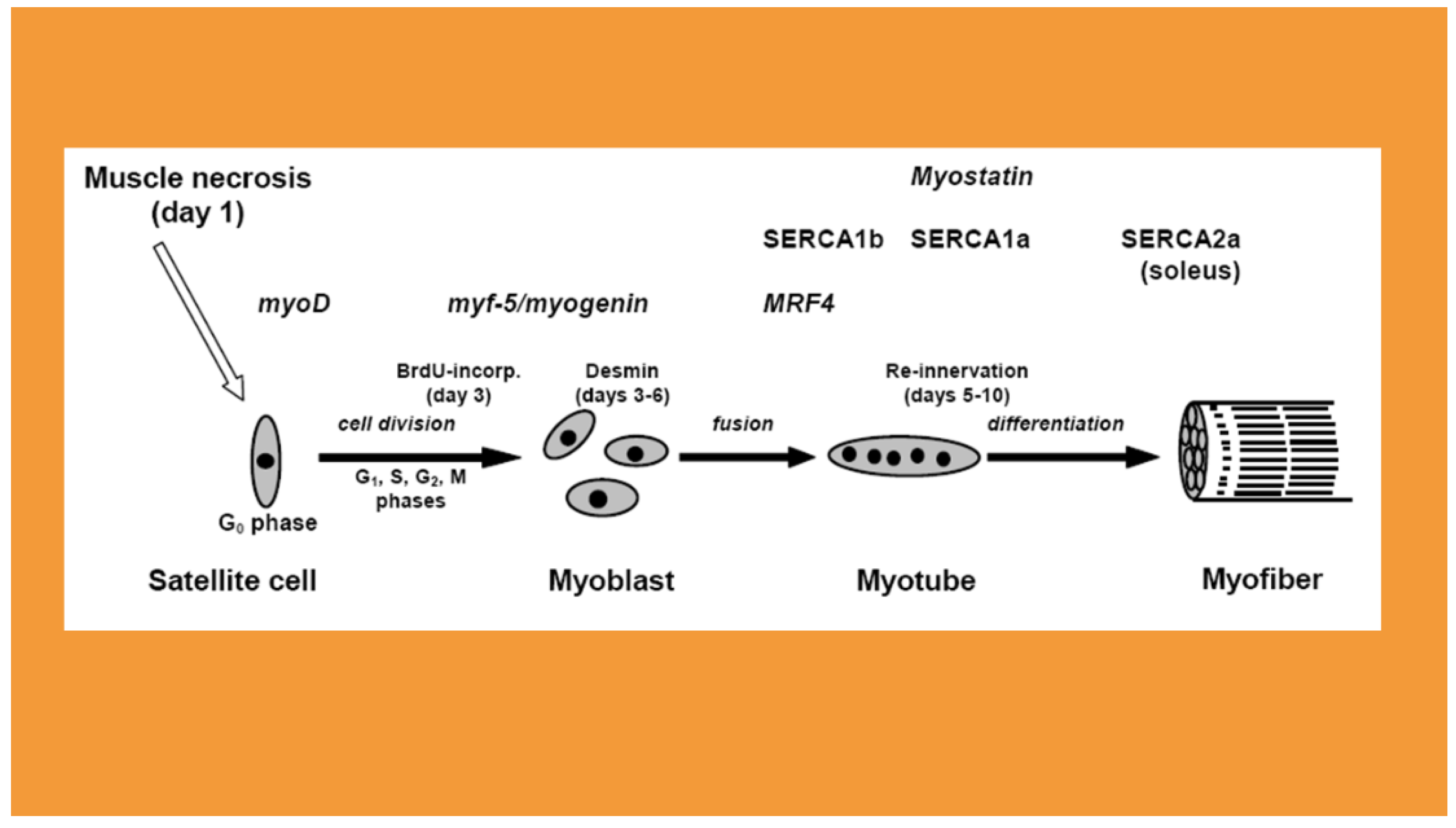 Preprints 99614 g001