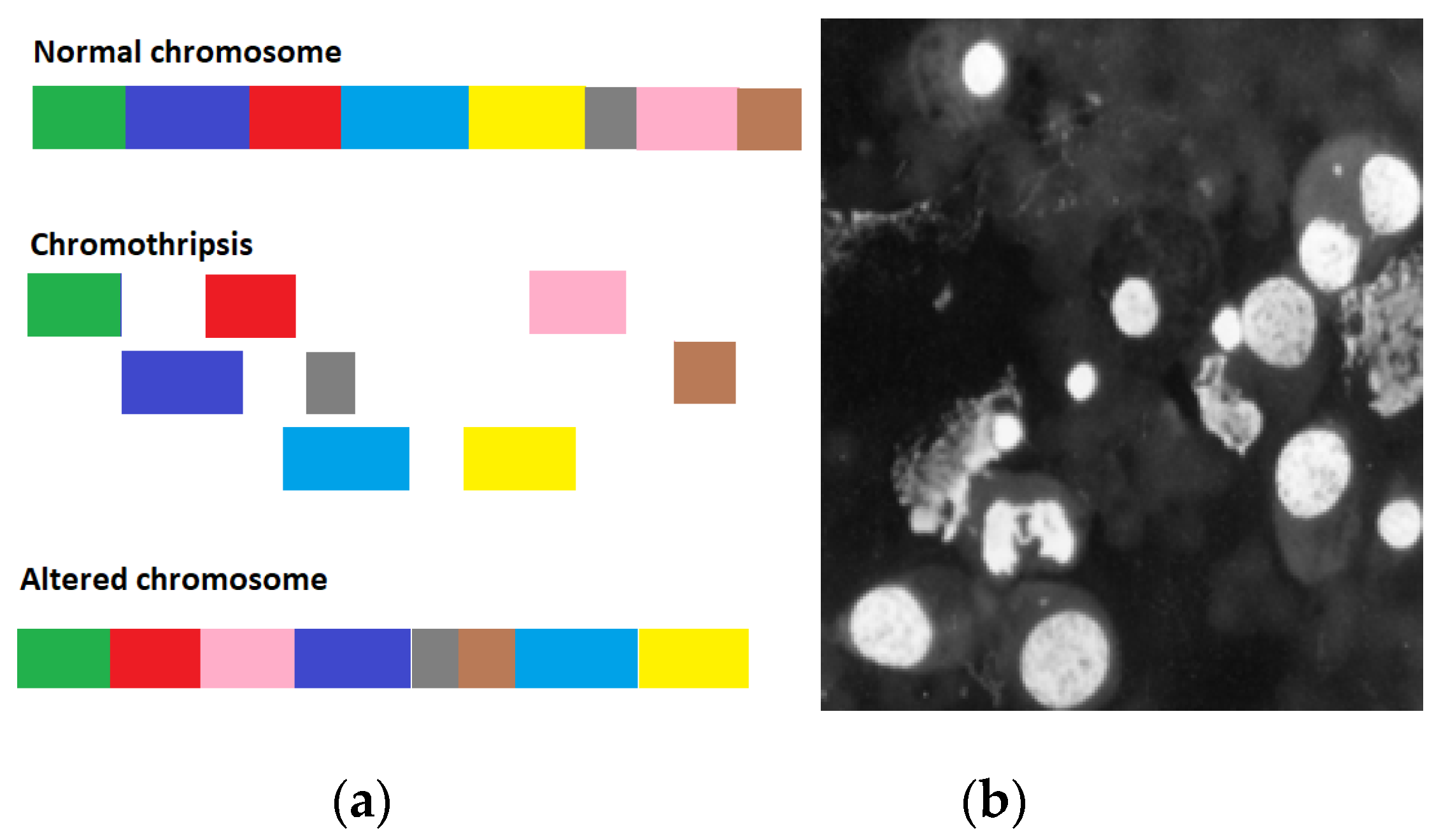 Preprints 91589 g001