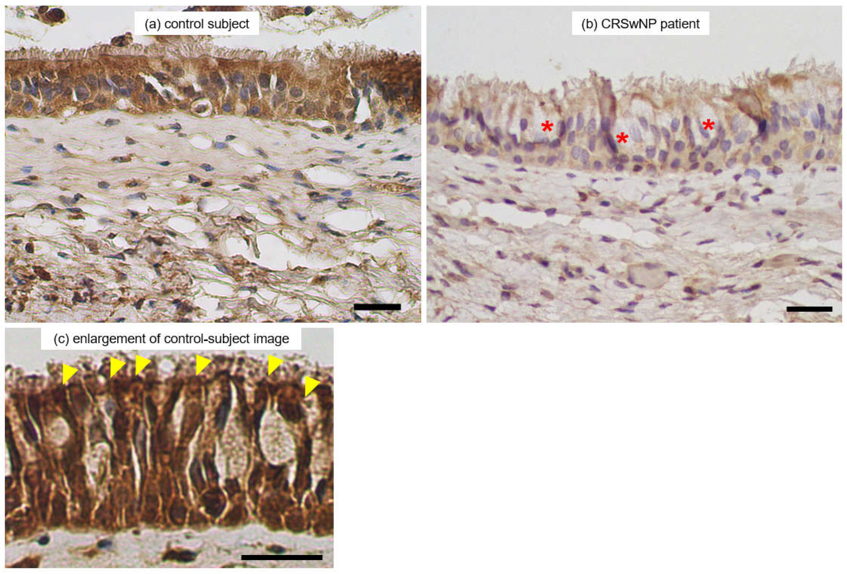 Preprints 113022 g007