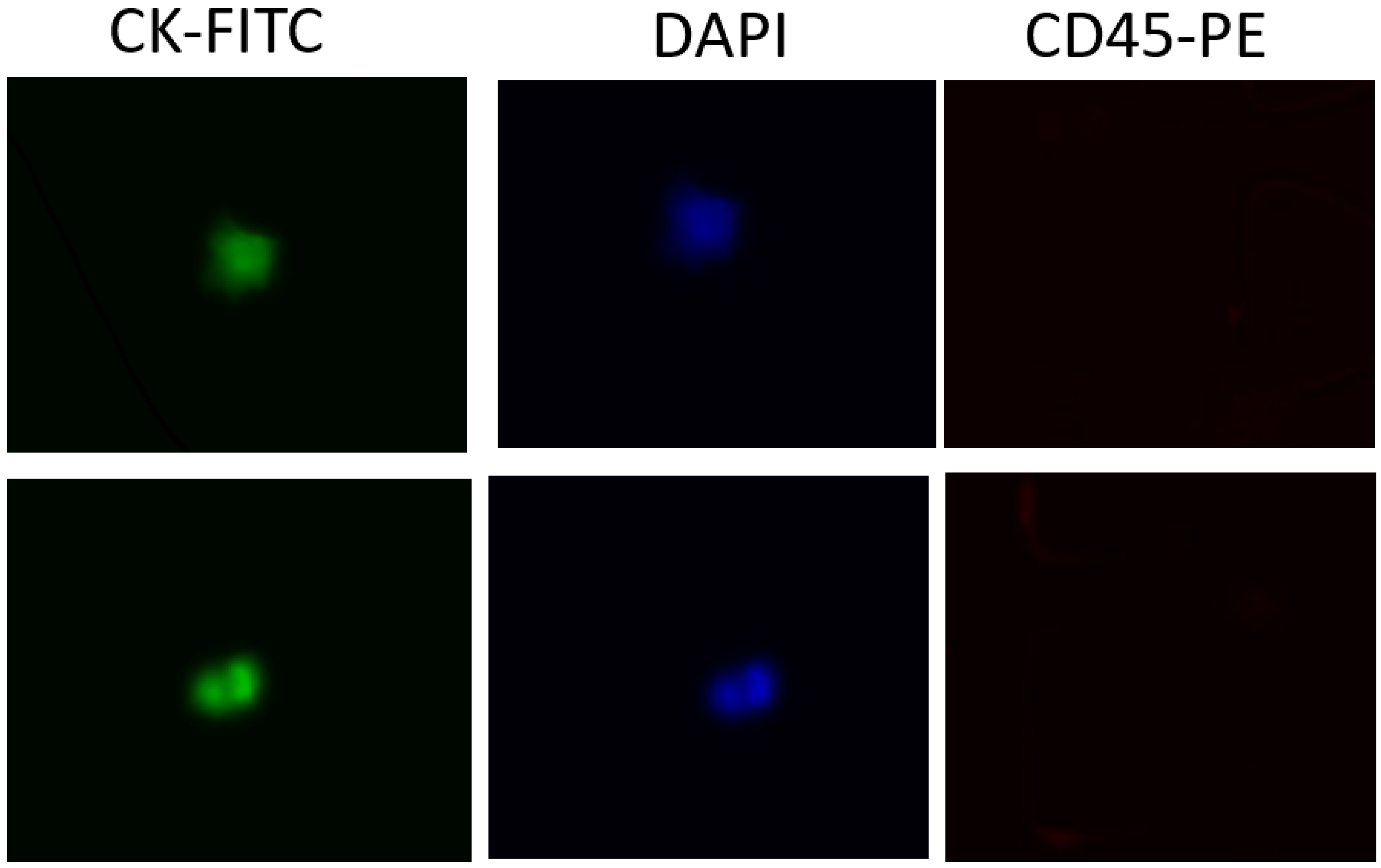 Preprints 72837 g006