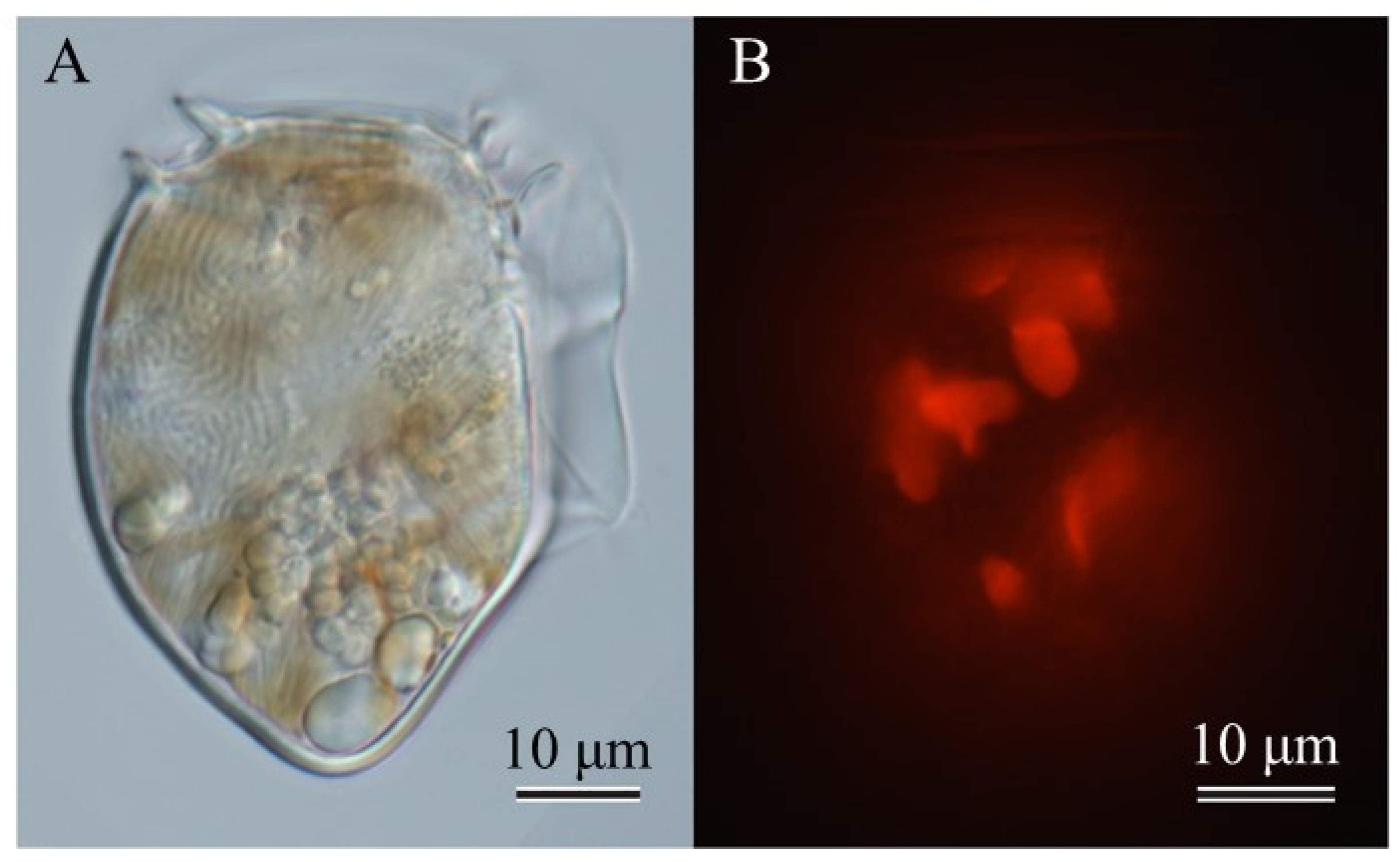 Preprints 69256 g001