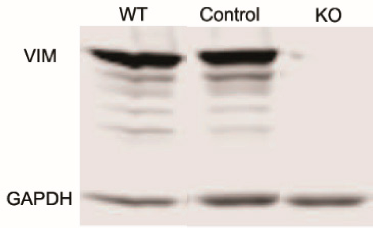 Preprints 101485 g001