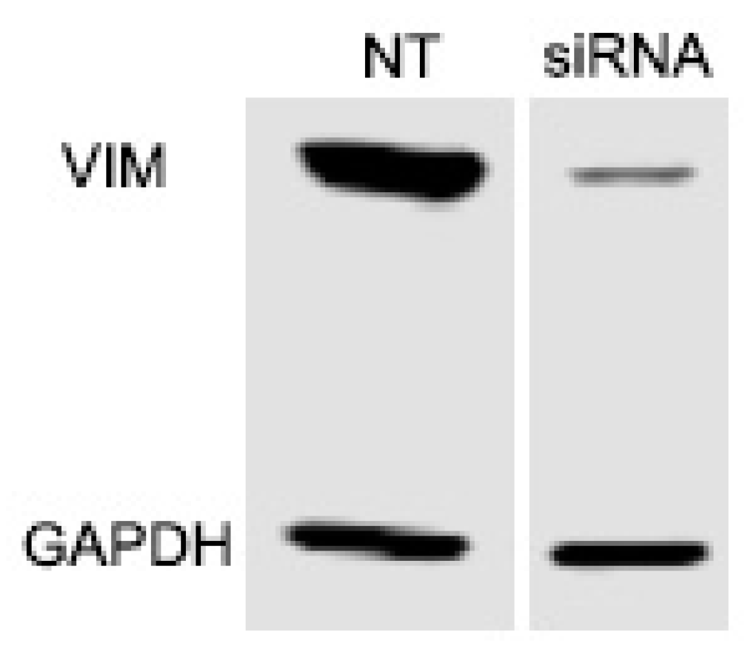 Preprints 101485 g006