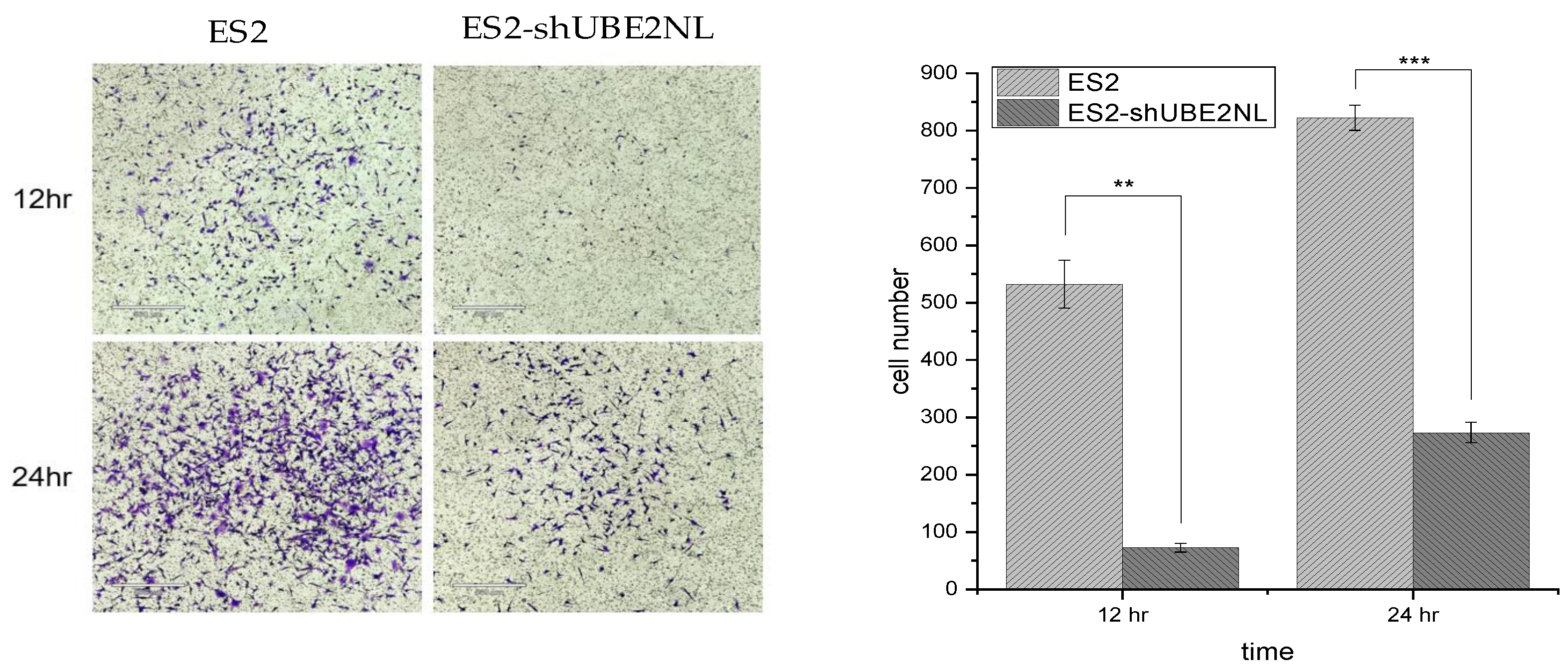 Preprints 119768 g008