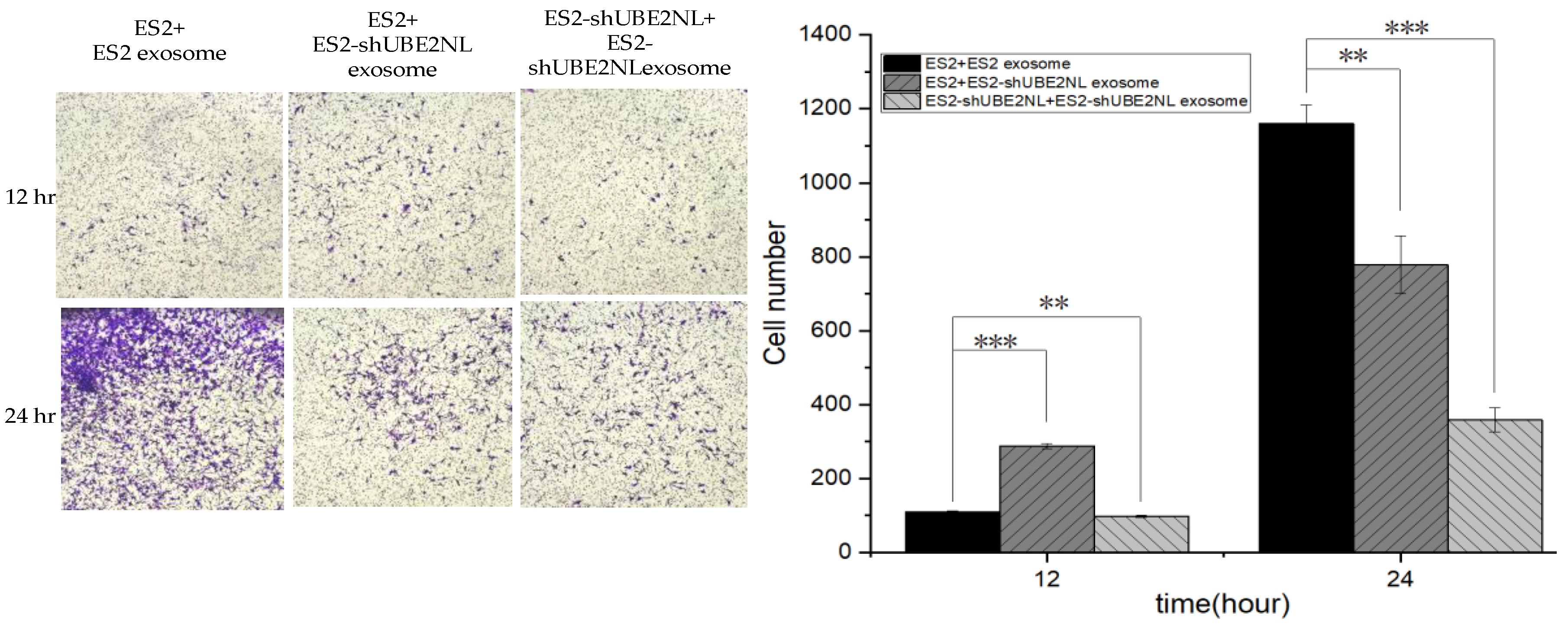 Preprints 119768 g009