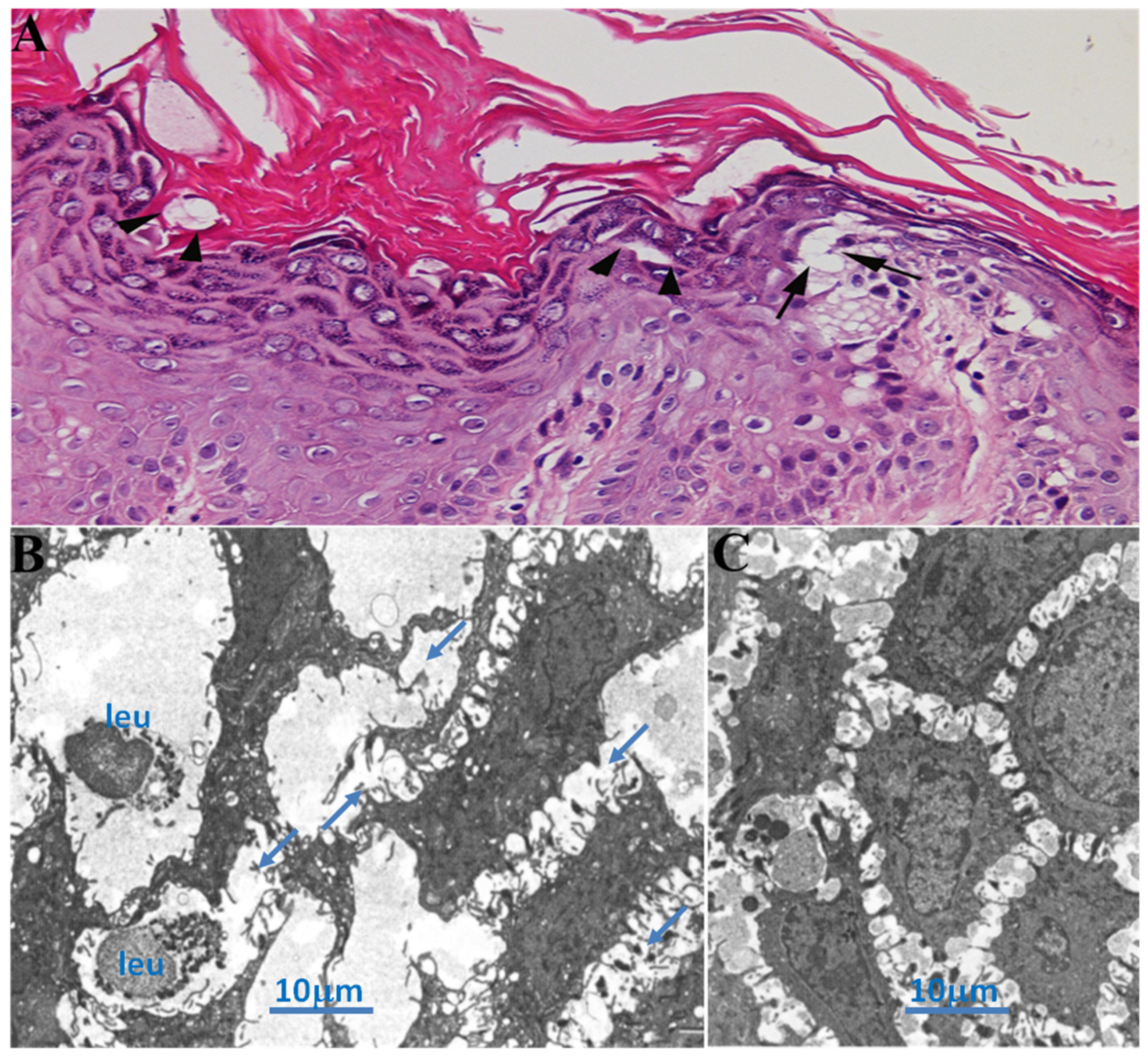 Preprints 100812 g001