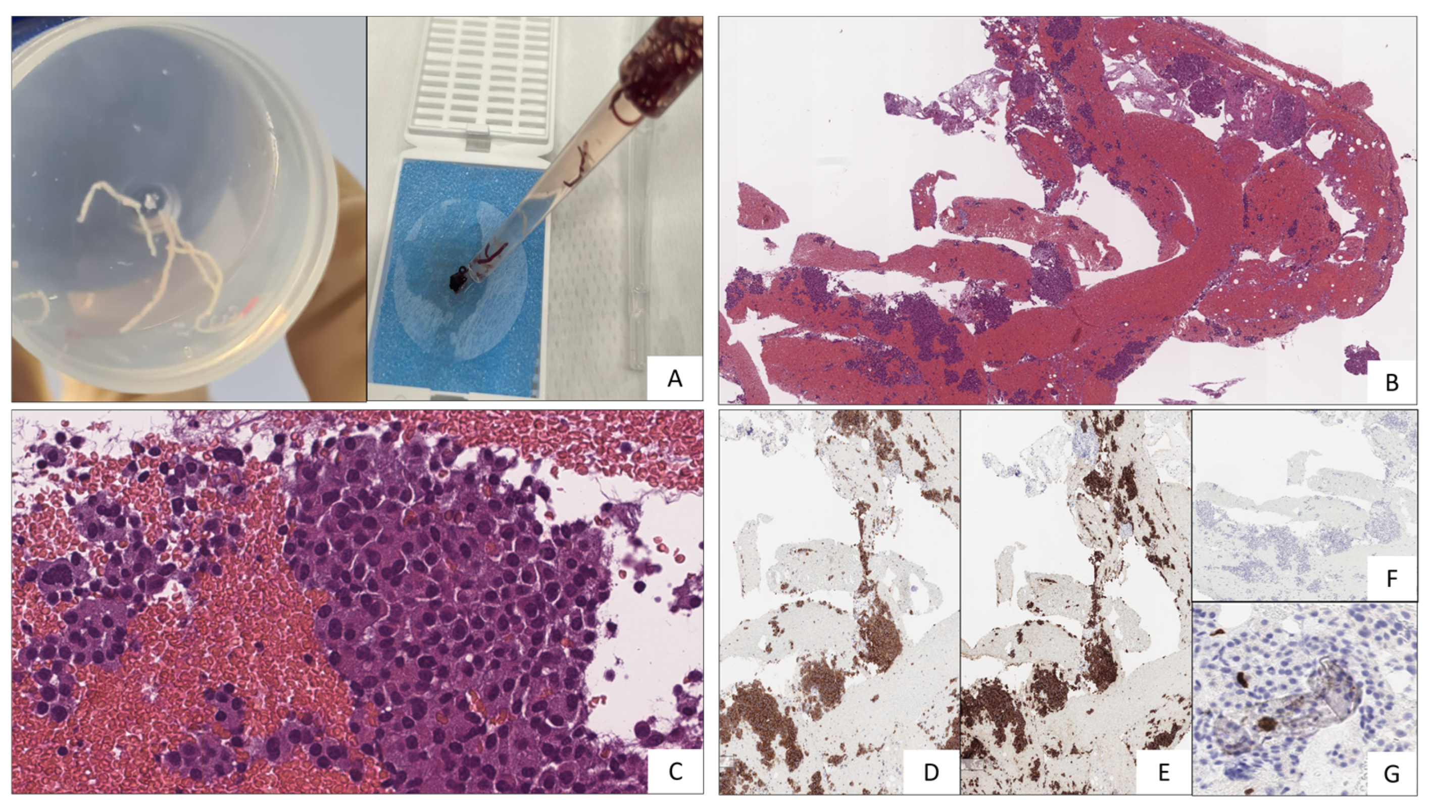 Preprints 85166 g004