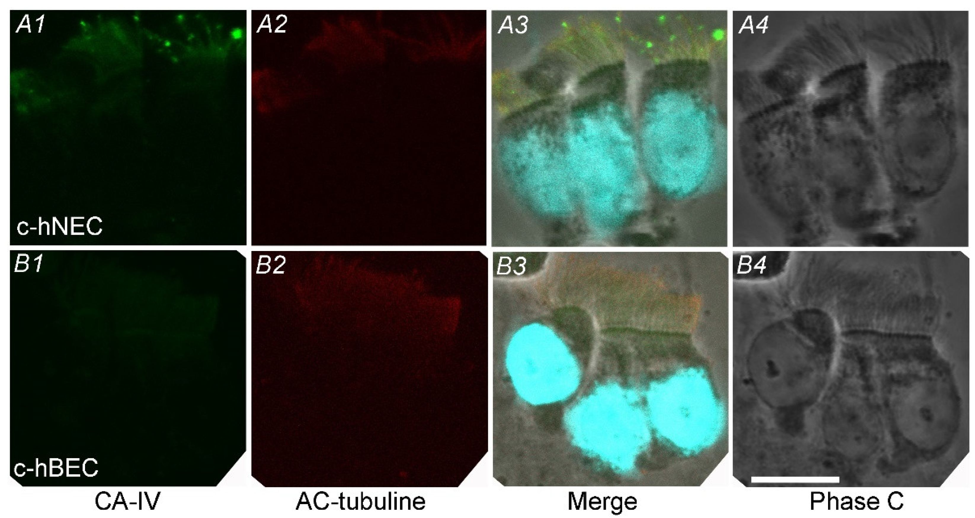 Preprints 110410 g003