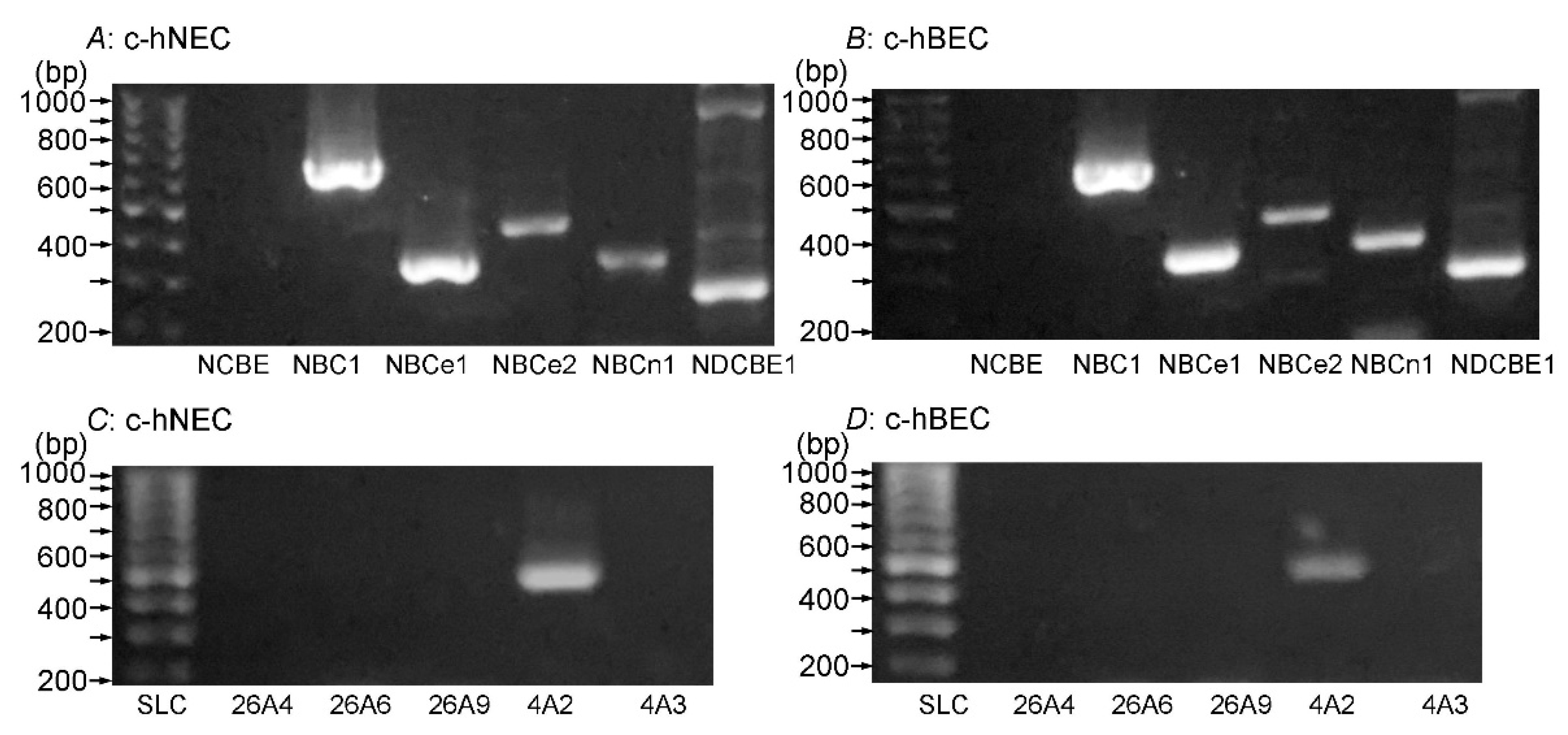 Preprints 110410 g004