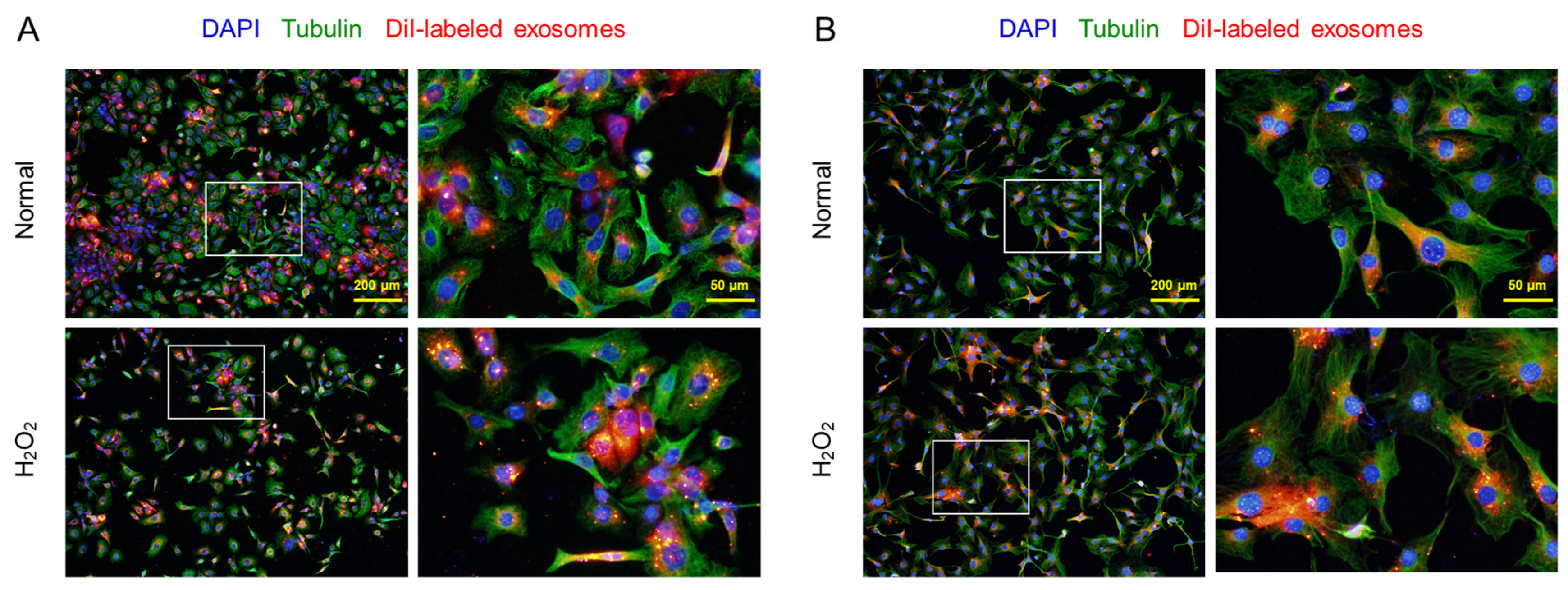 Preprints 90759 g002