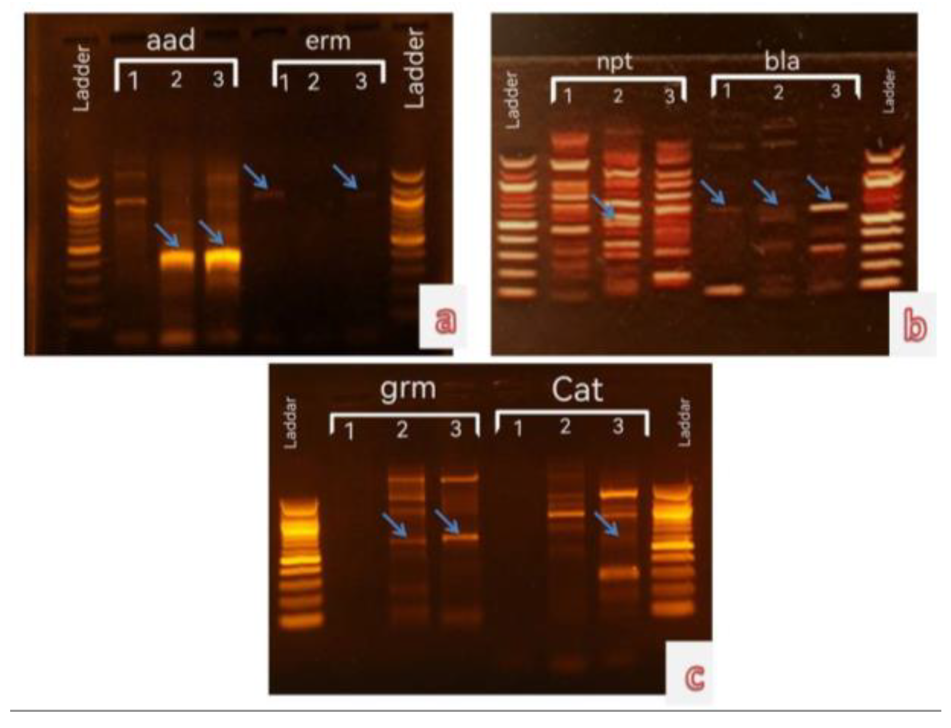 Preprints 116897 g001