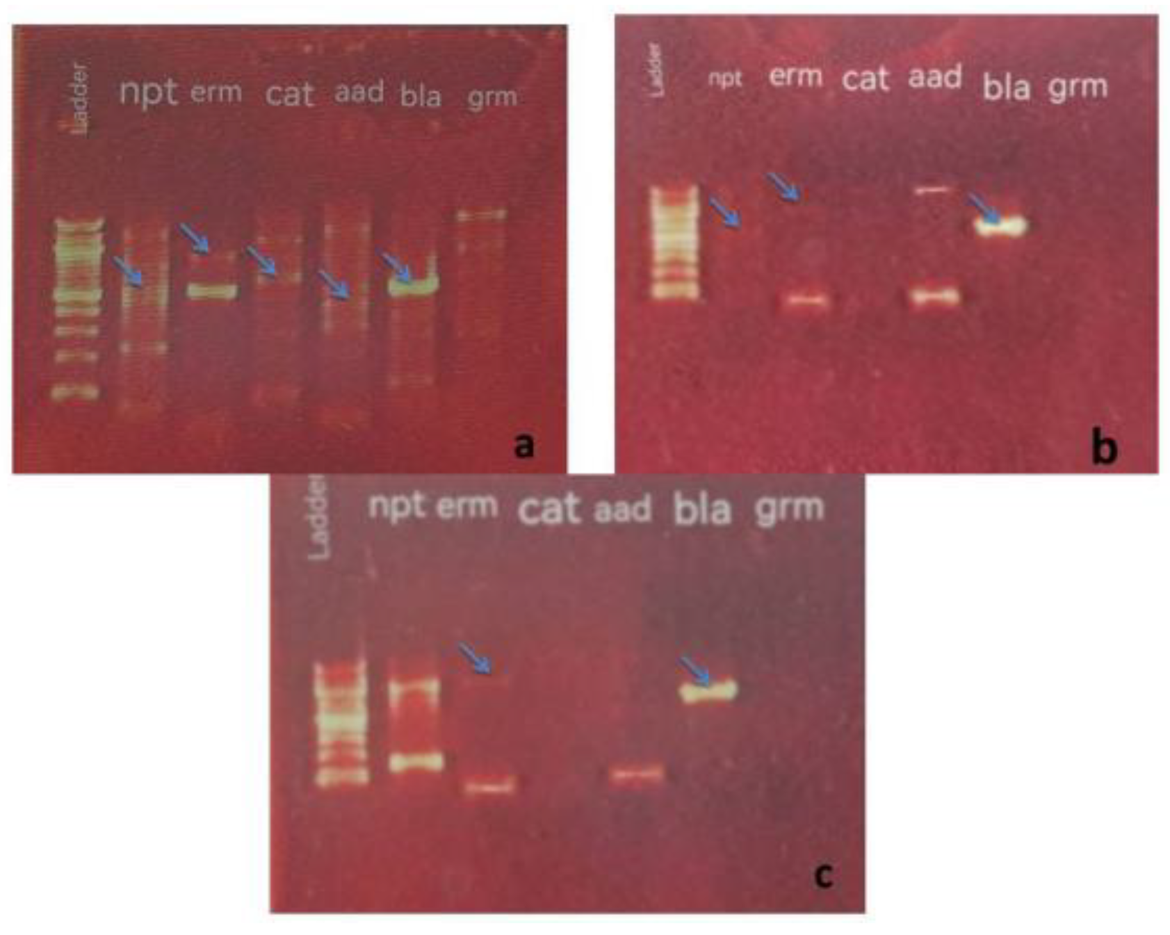 Preprints 116897 g002