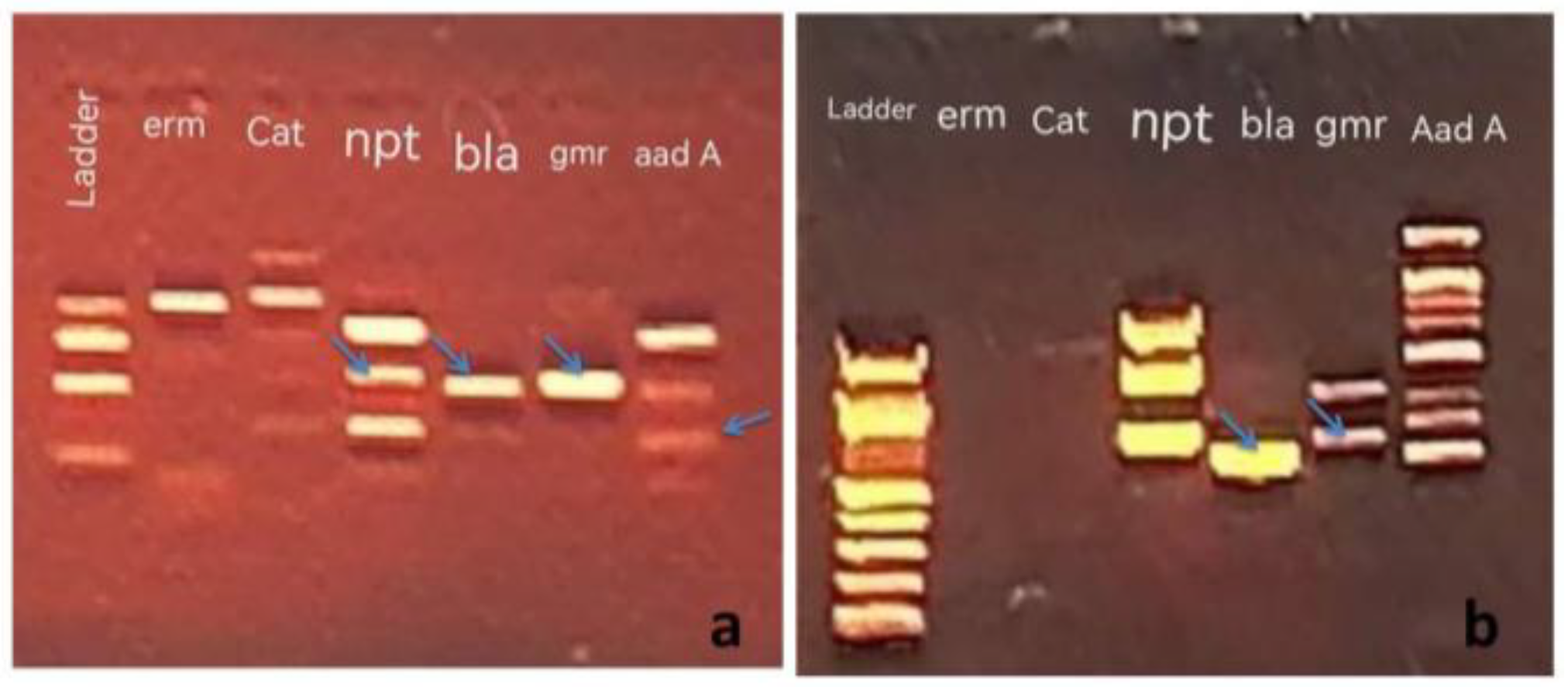 Preprints 116897 g003