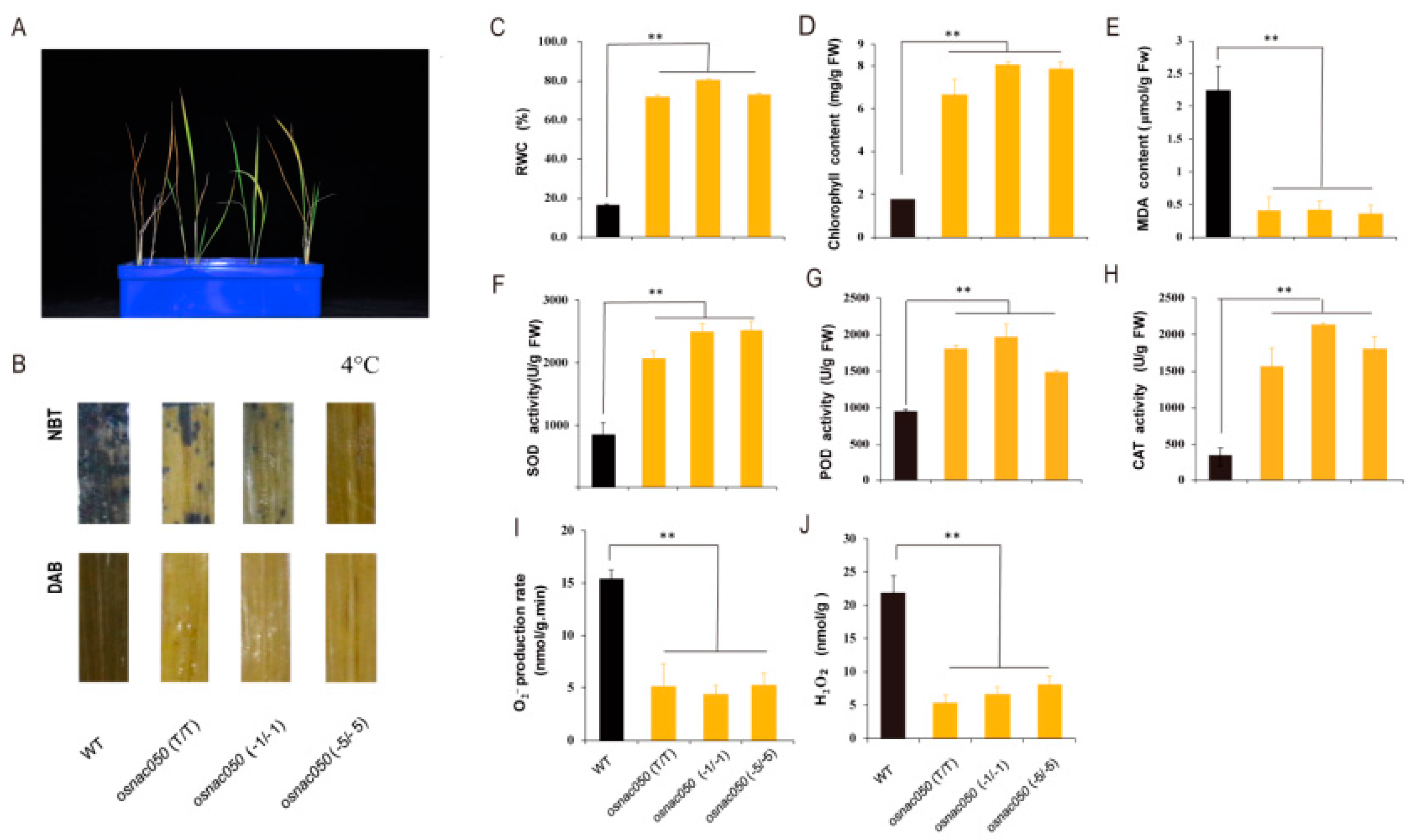 Preprints 73038 g003