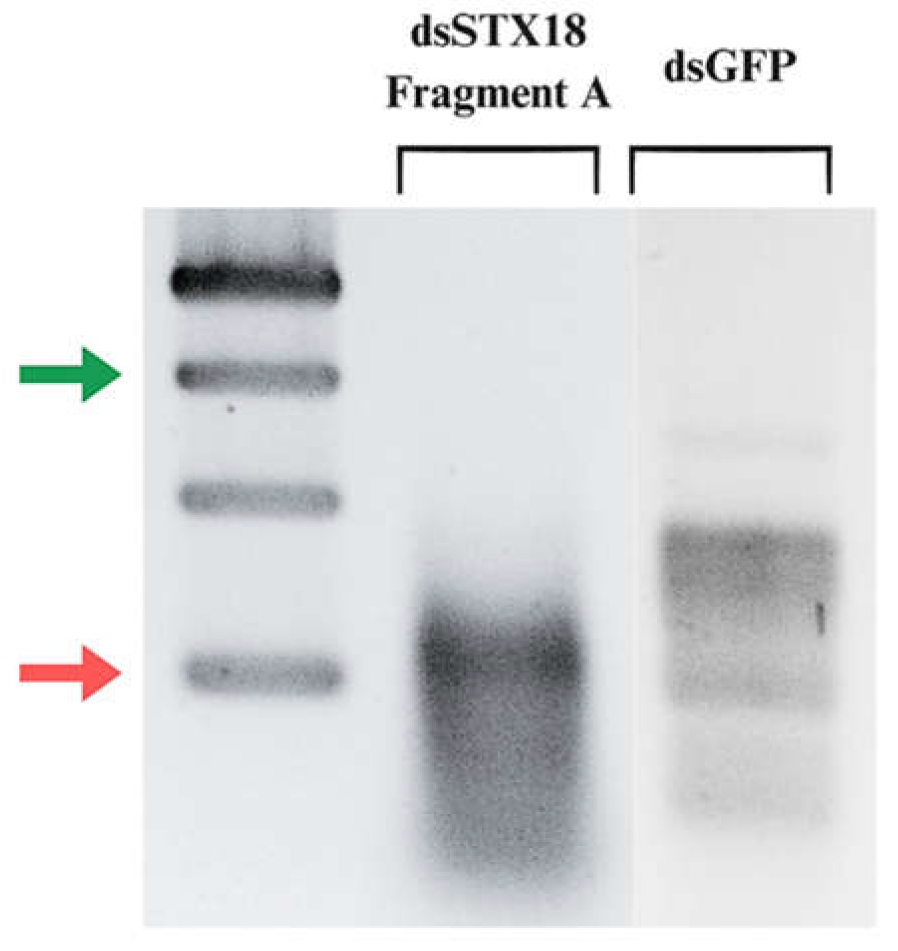 Preprints 118683 g005