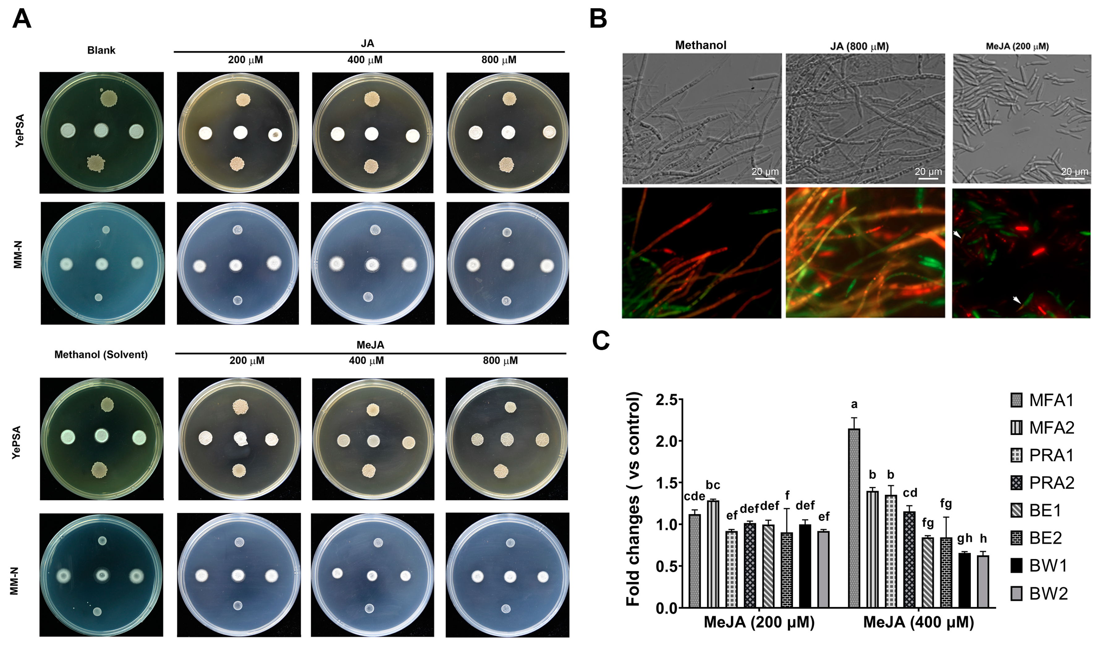 Preprints 74273 g001