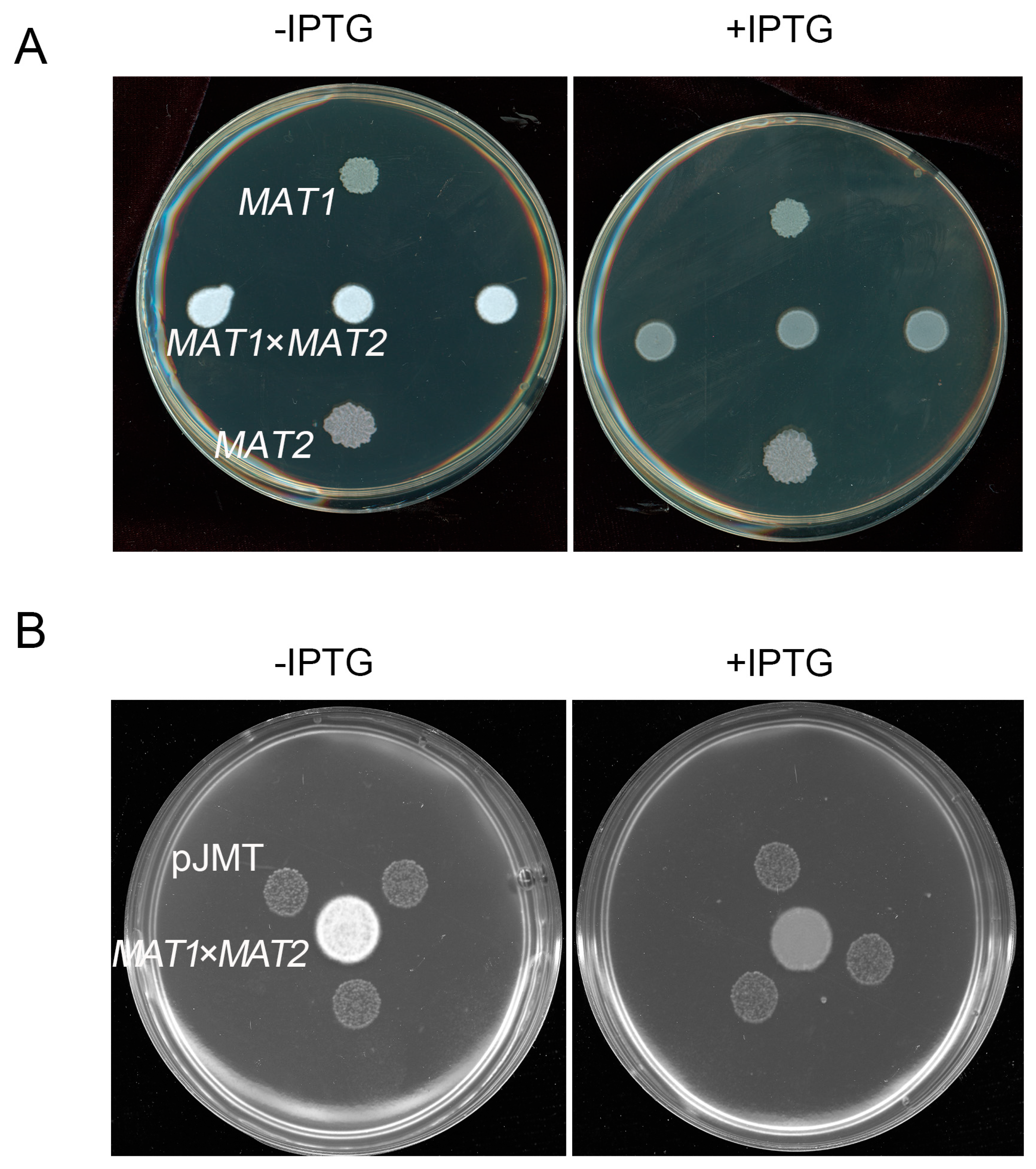 Preprints 74273 g004