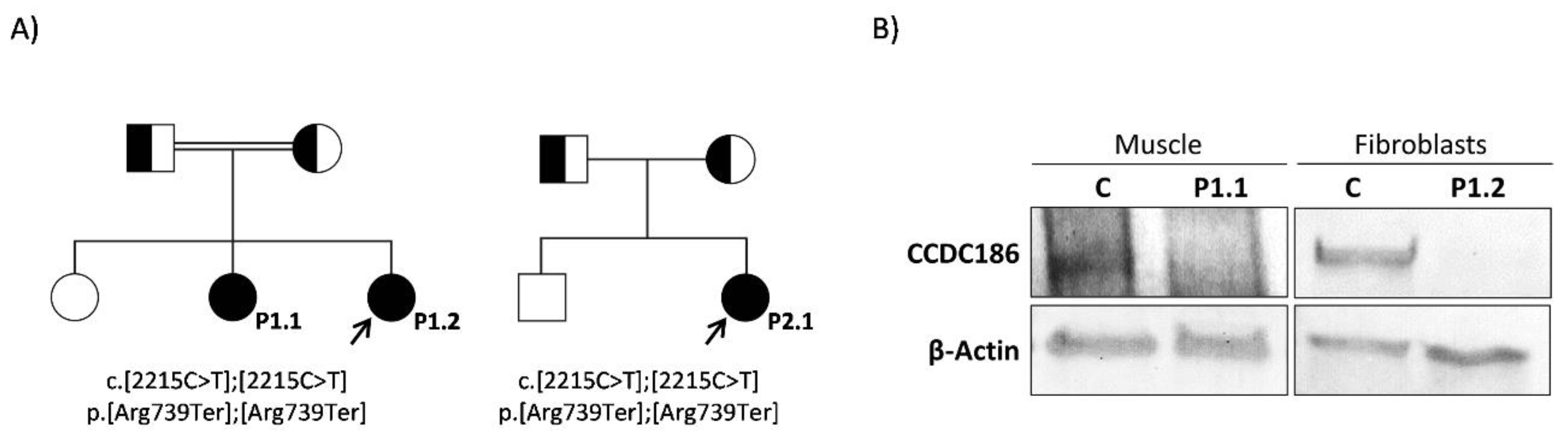 Preprints 78804 g003