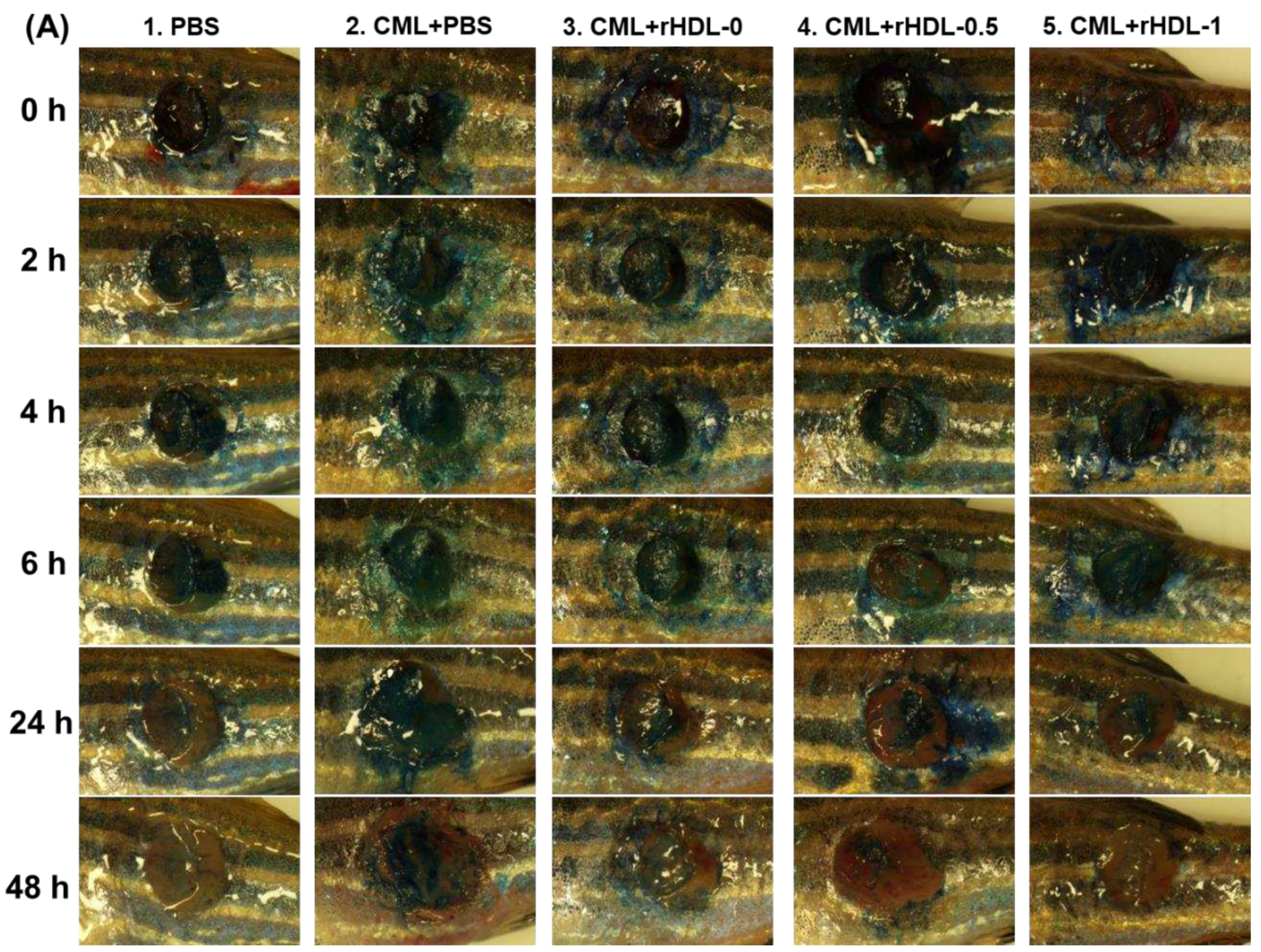 Preprints 86266 g009a