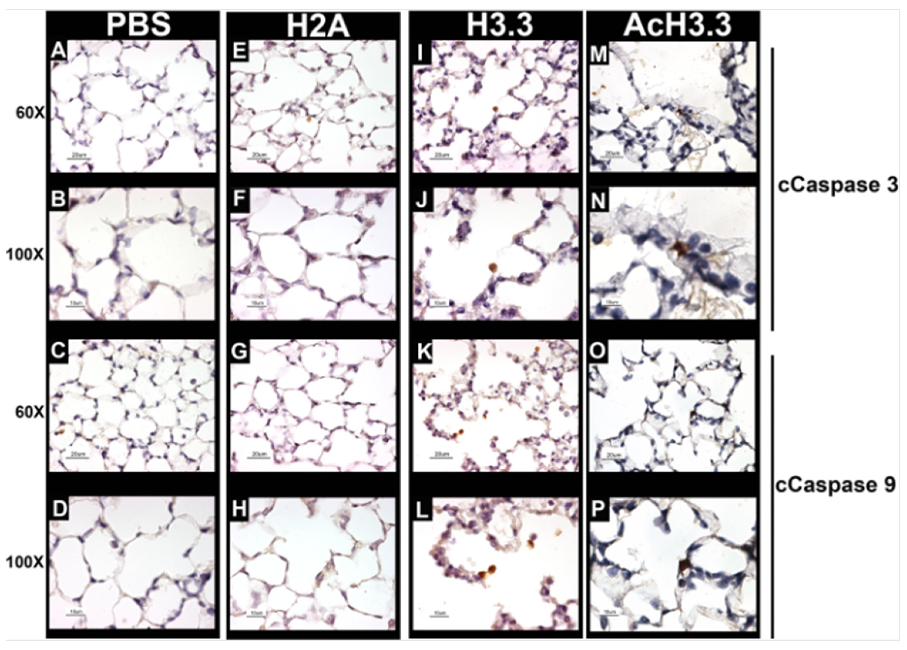 Preprints 73873 g005