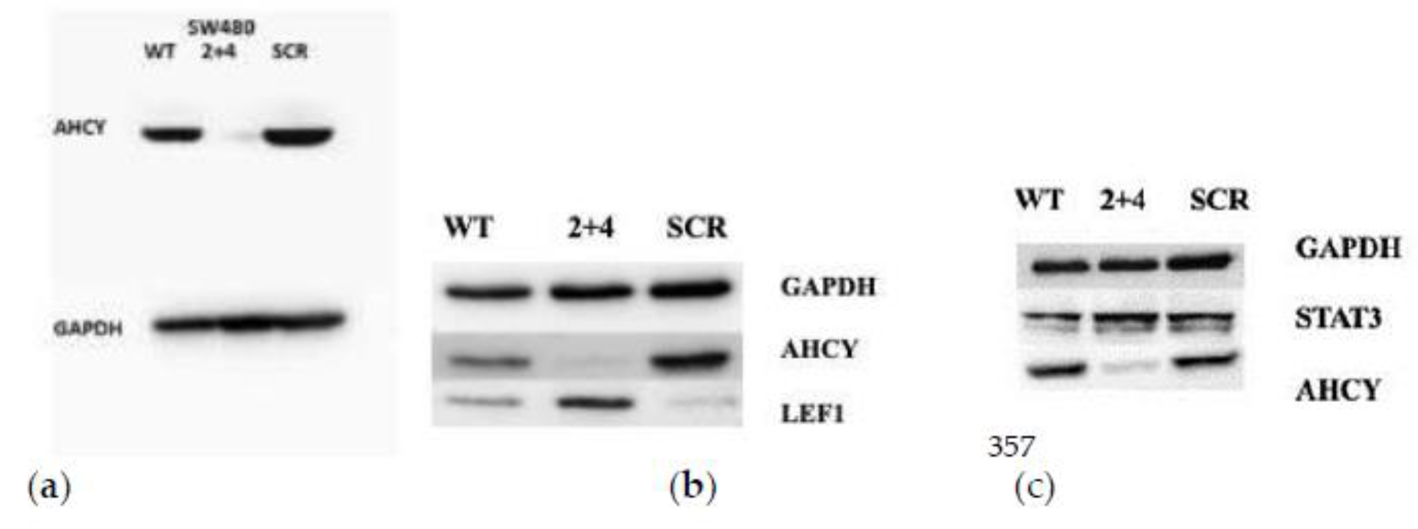 Preprints 85153 g013