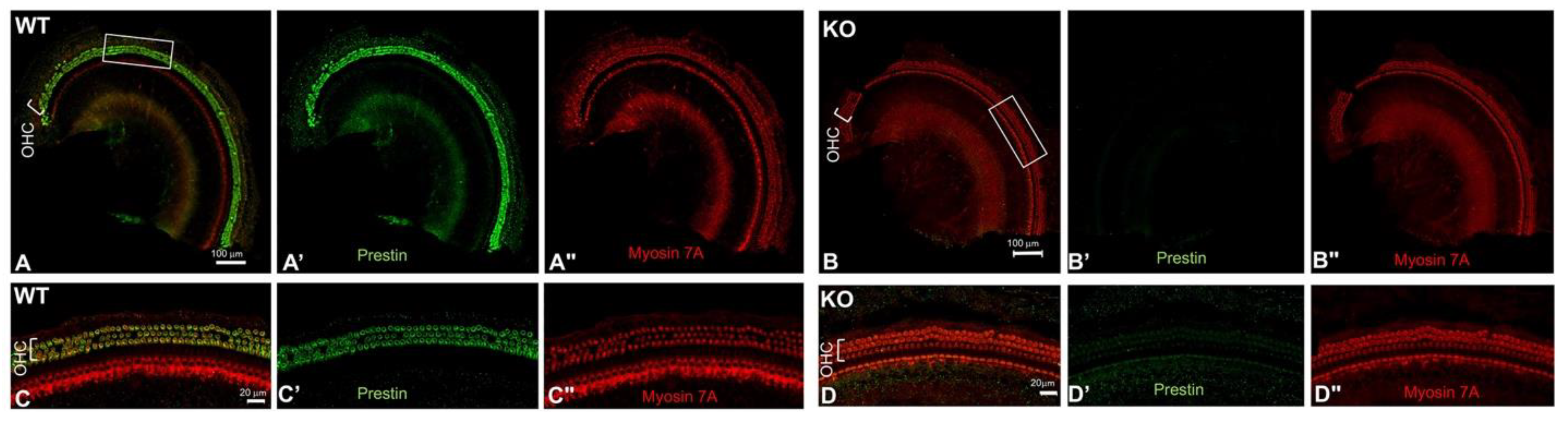 Preprints 106284 g001