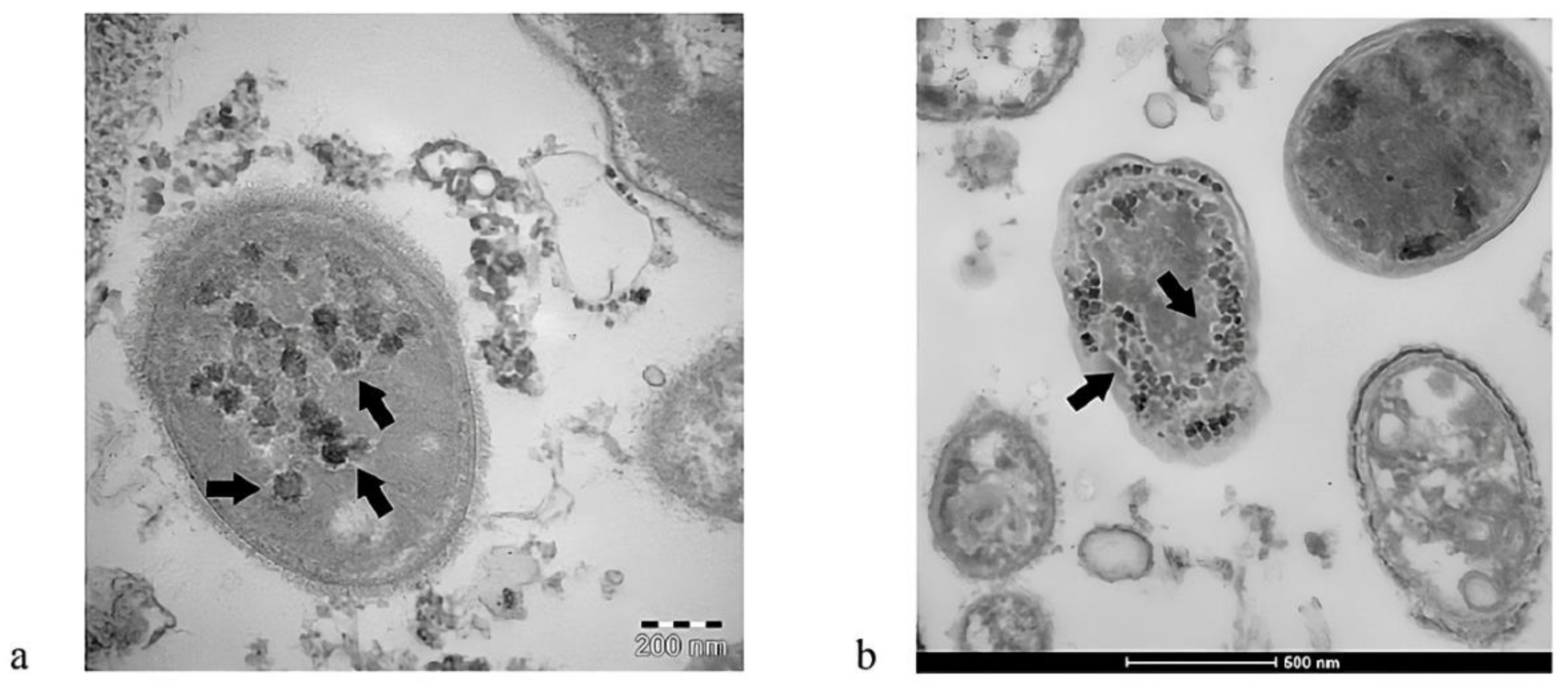 Preprints 110447 g002