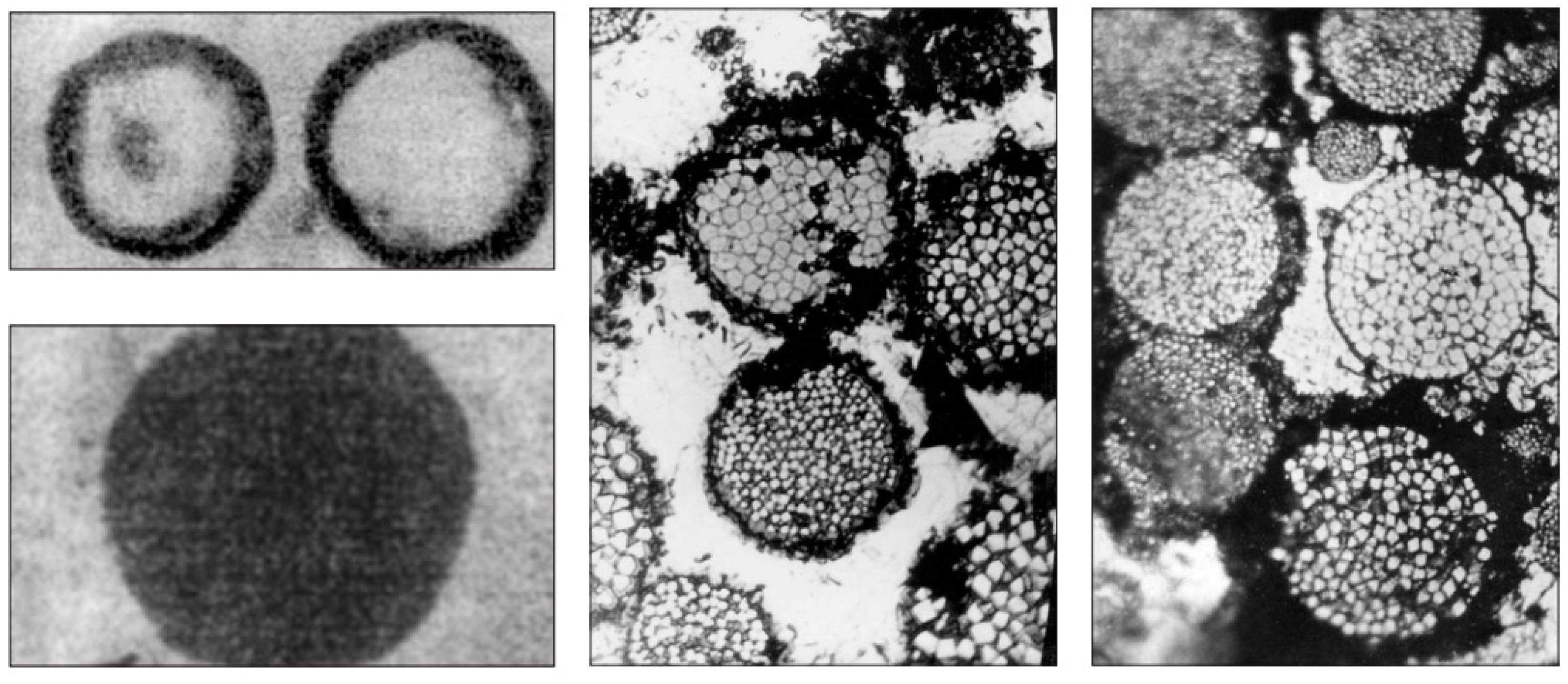 Preprints 87685 g010