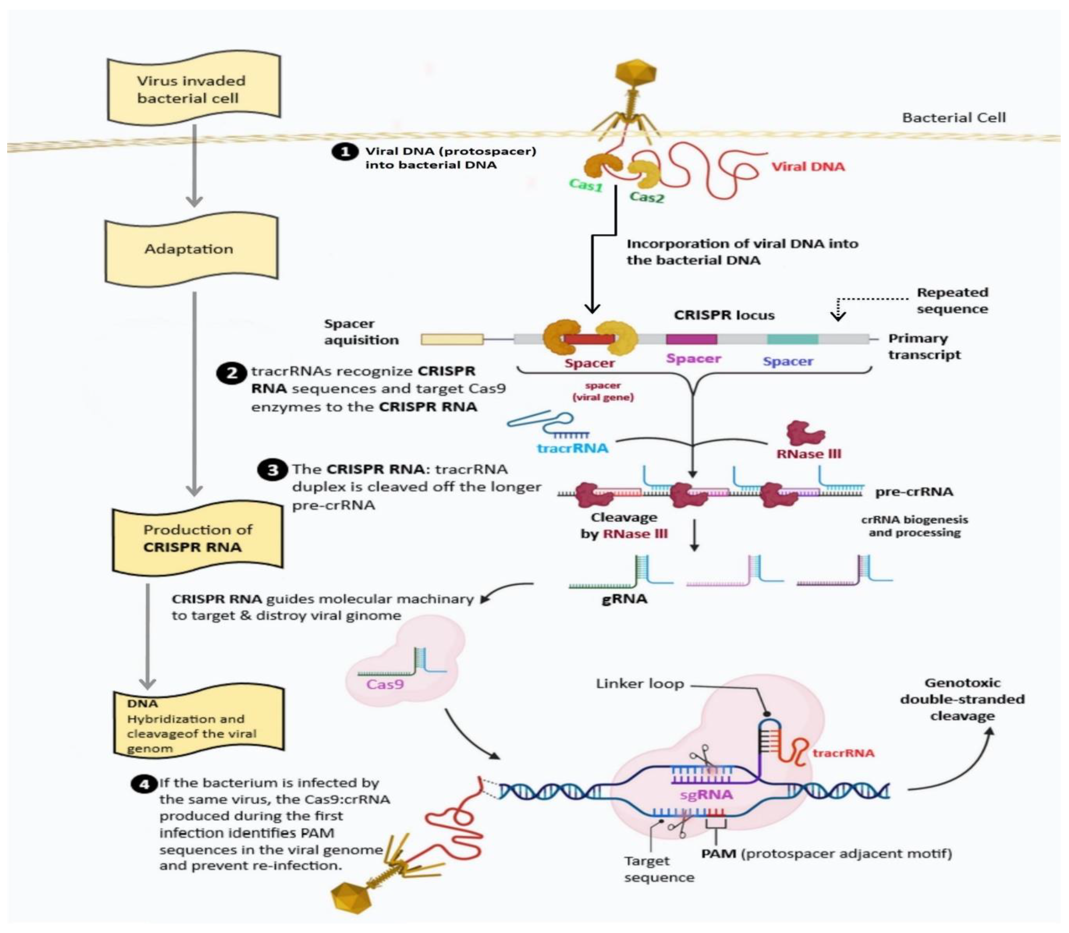 Preprints 108522 g001