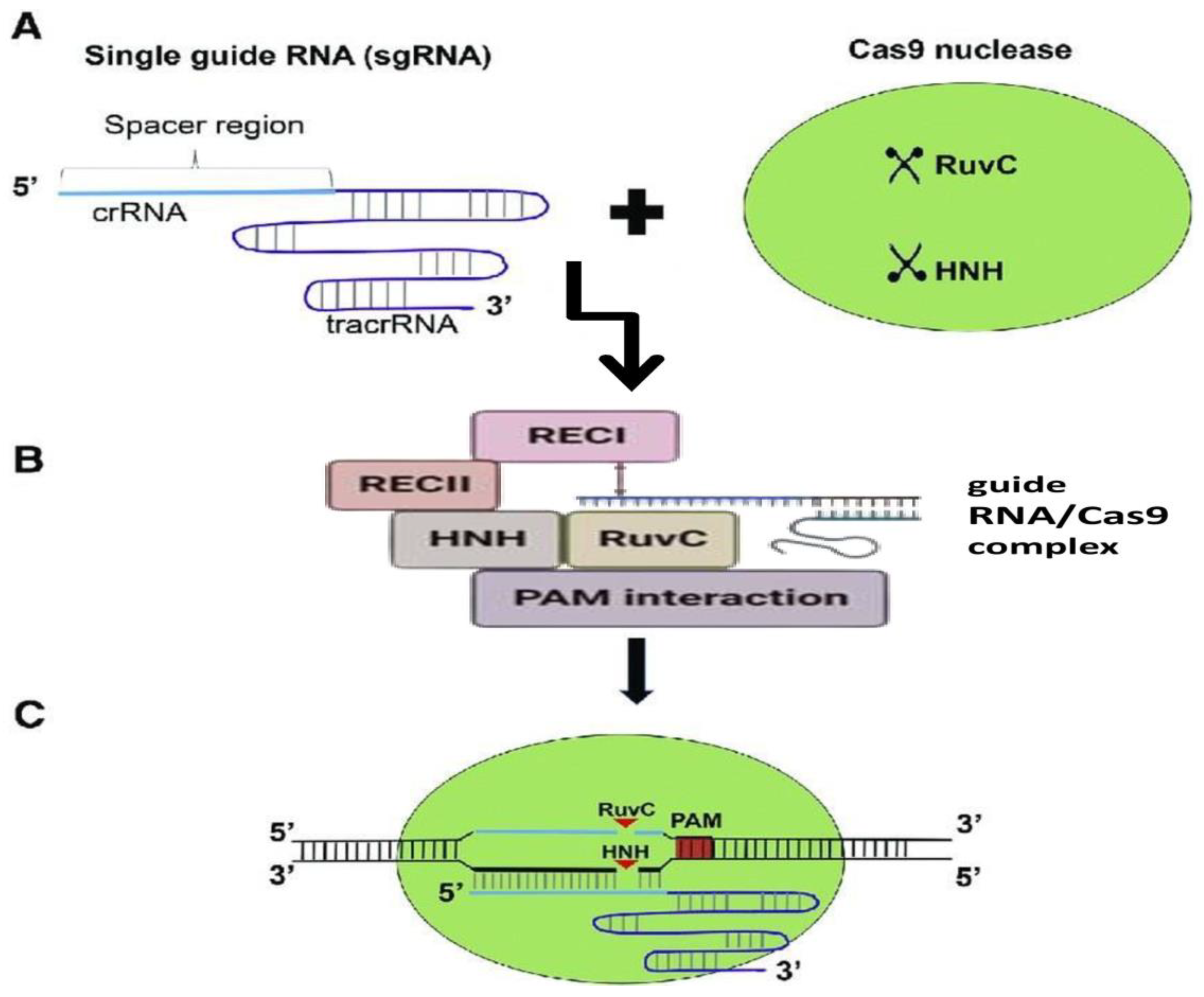 Preprints 108522 g002