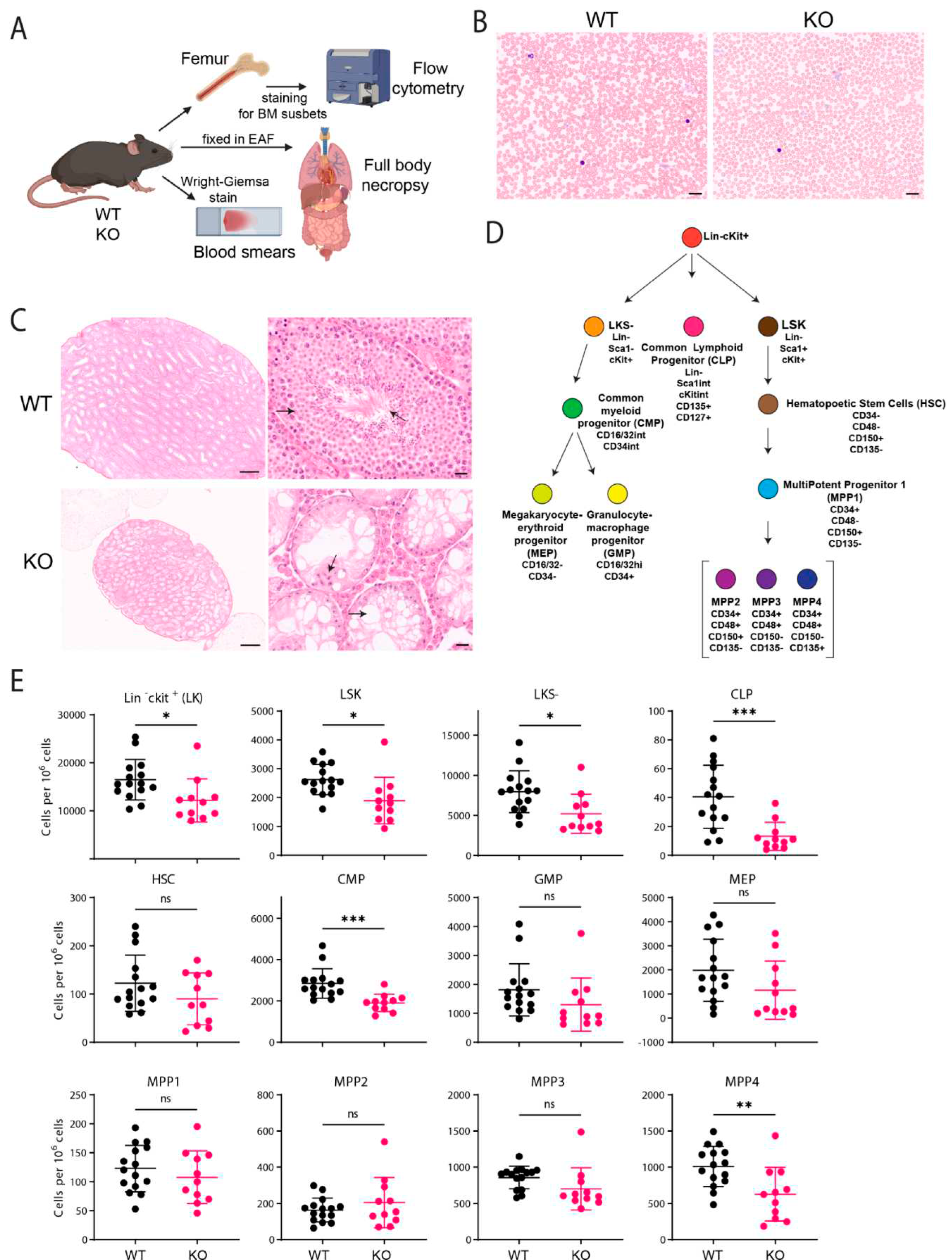 Preprints 76769 g002